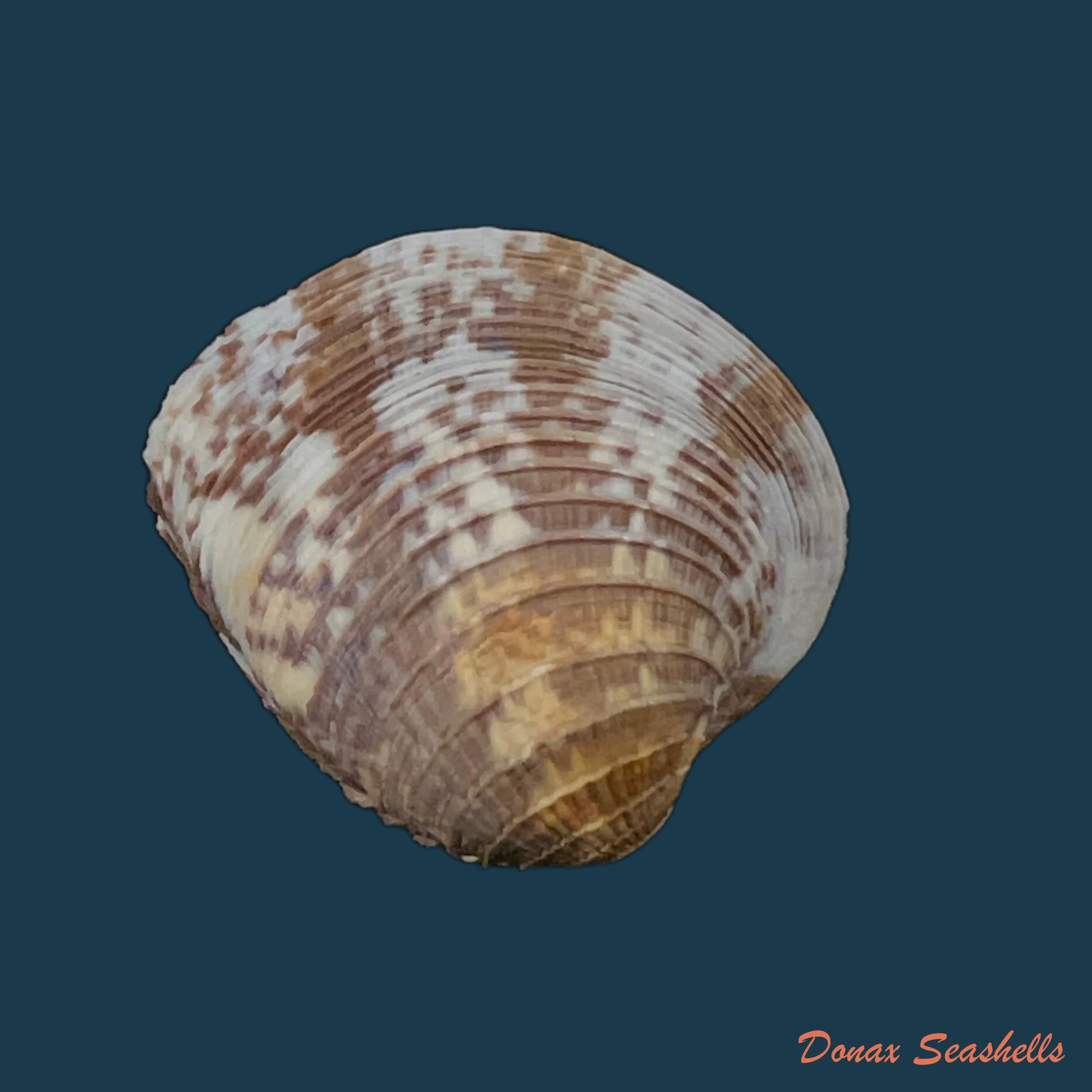 copia-de-chione-cancellata-linnaeus-1767-39-7mm