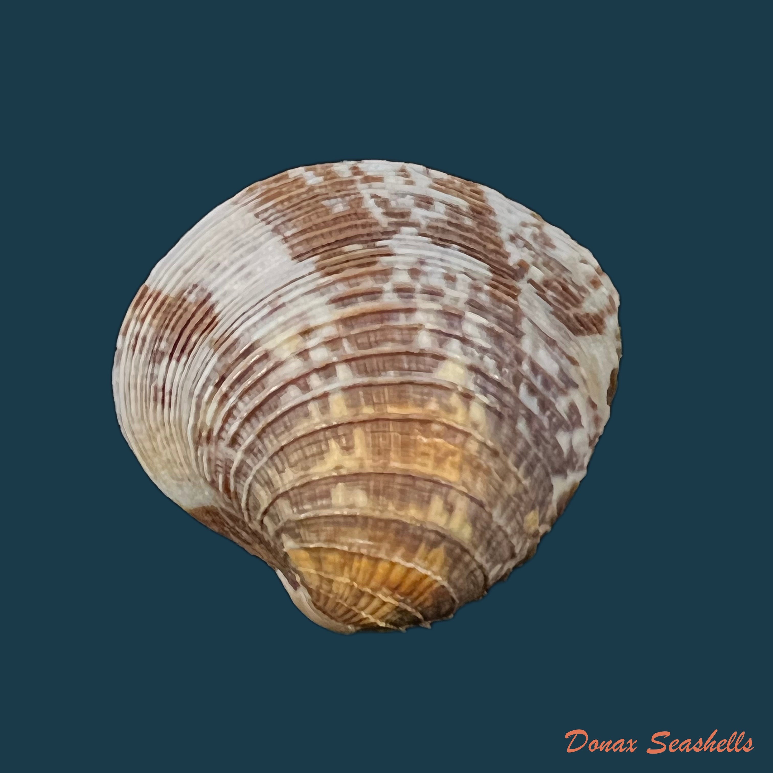 copia-de-chione-cancellata-linnaeus-1767-39-7mm