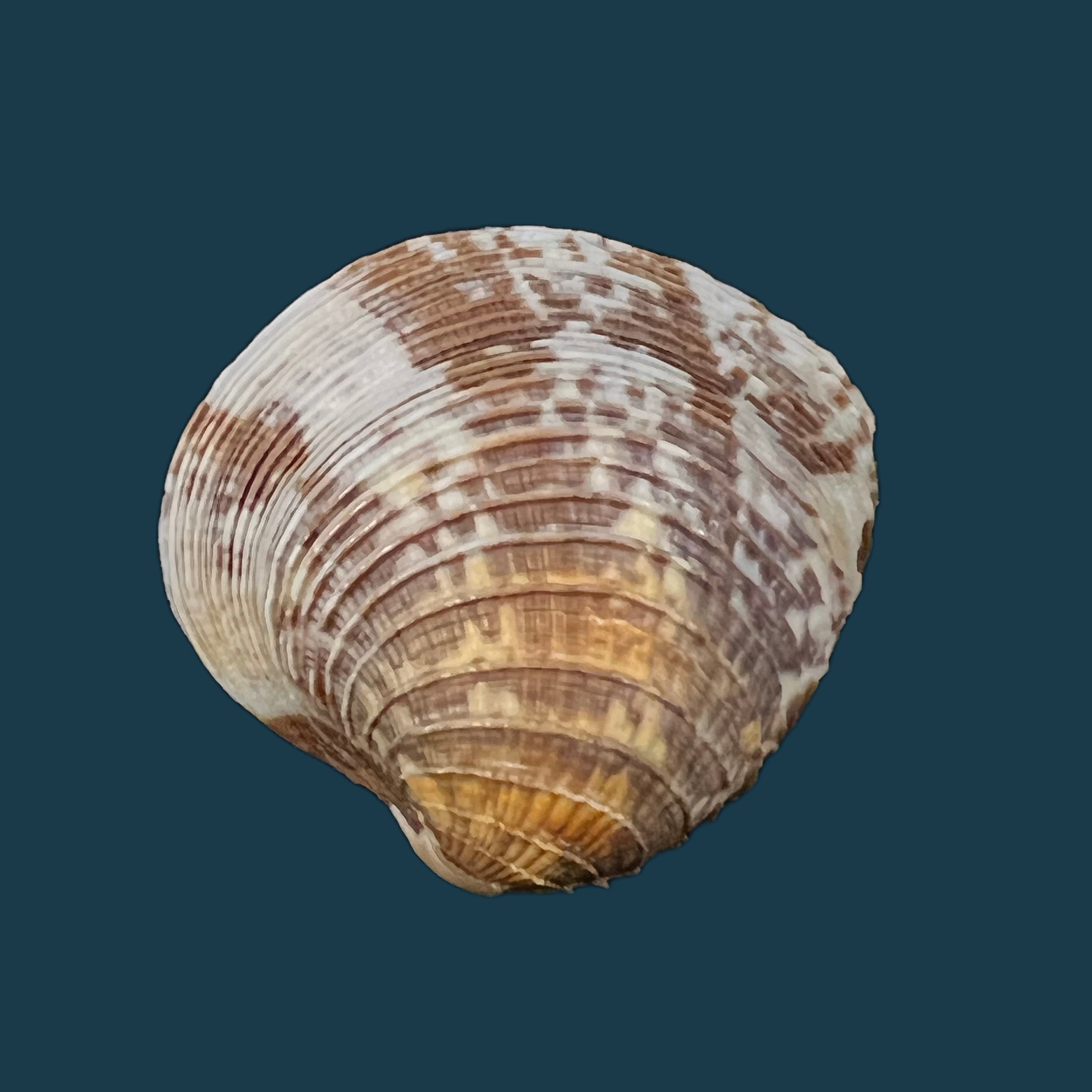 Chione cancellata (林奈, 1767) - 35,6mm