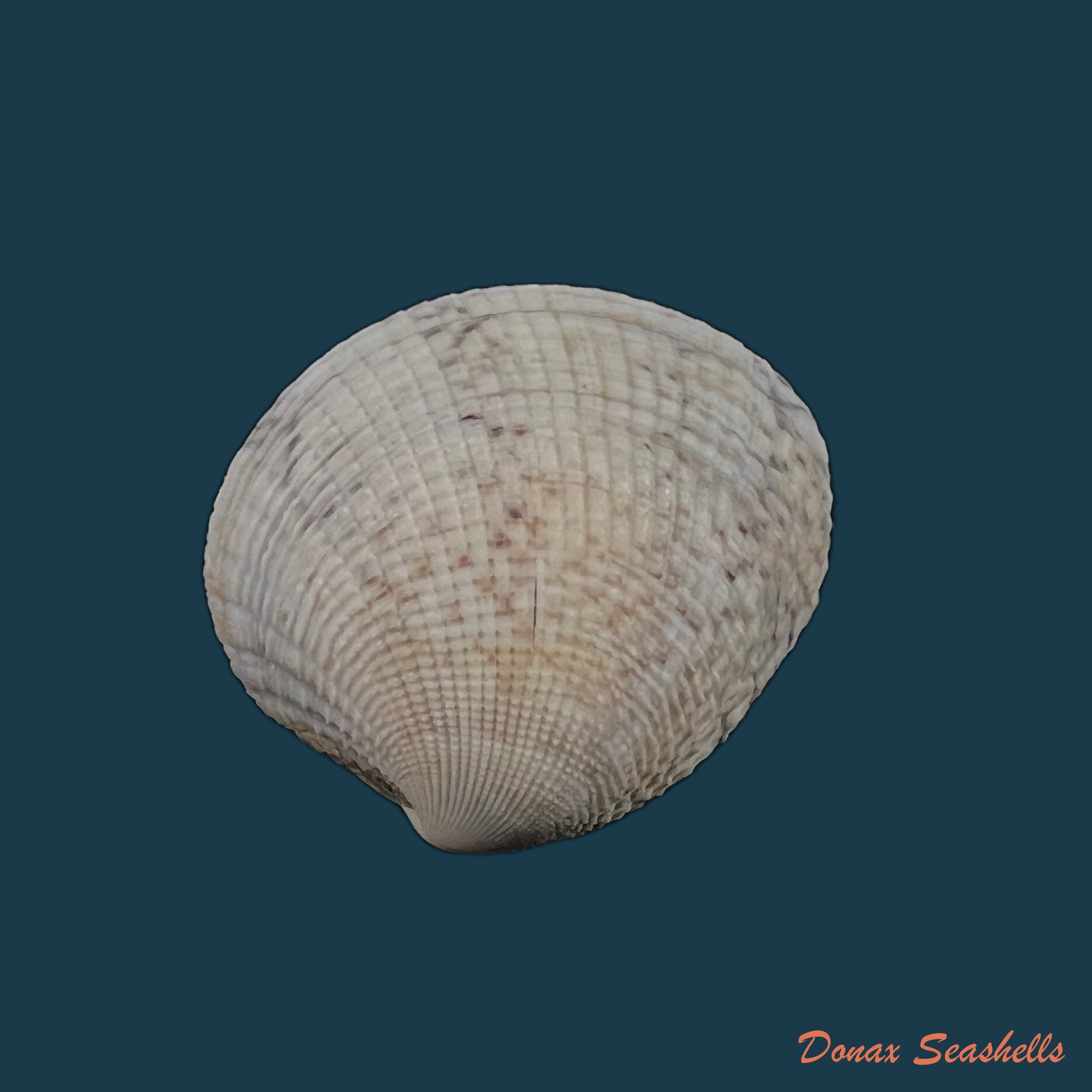 copia-de-chione-cancellata-linnaeus-1767-40mm