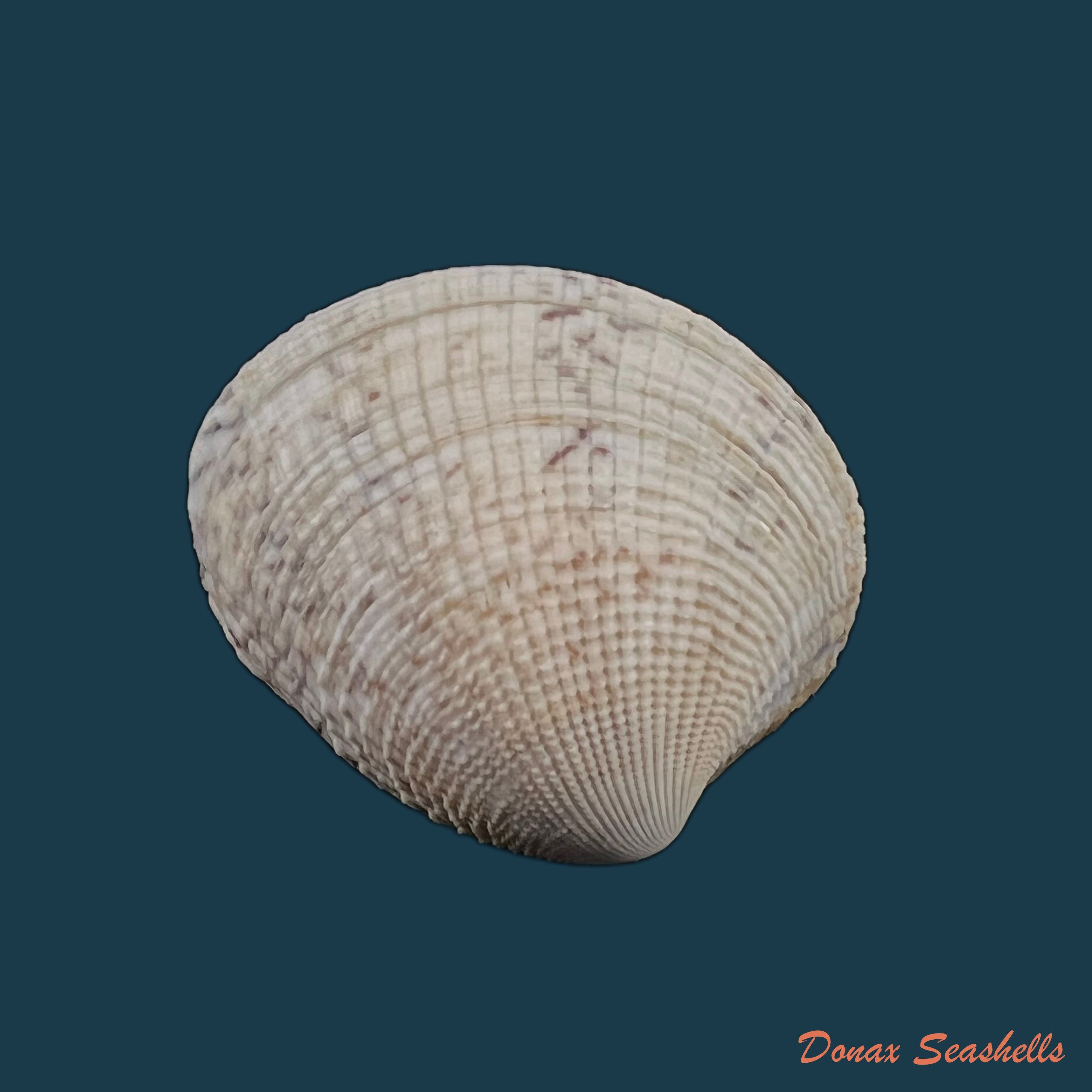 copia-de-chione-cancellata-linnaeus-1767-40mm