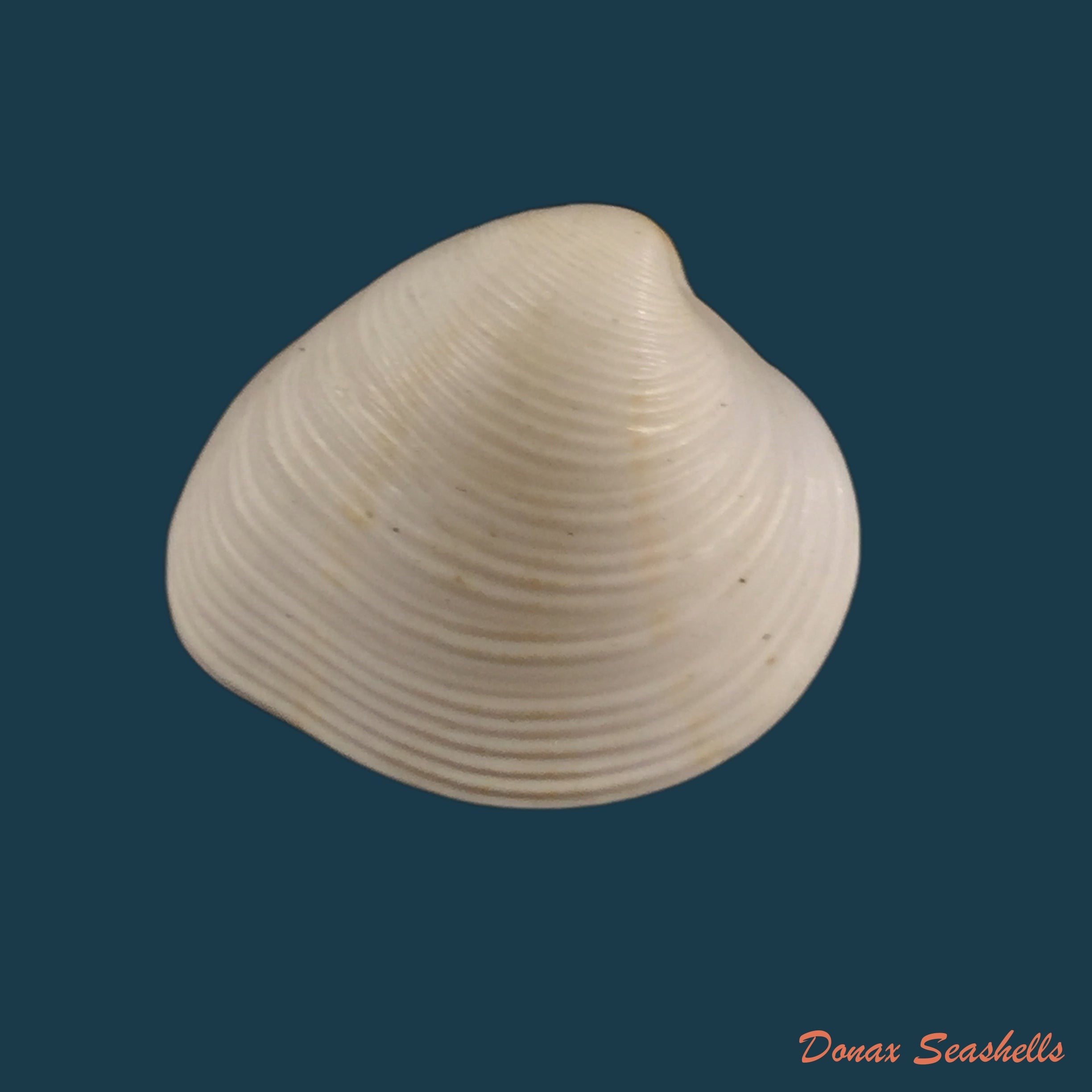 copia-de-chione-cancellata-linnaueus-1767-24-1mm