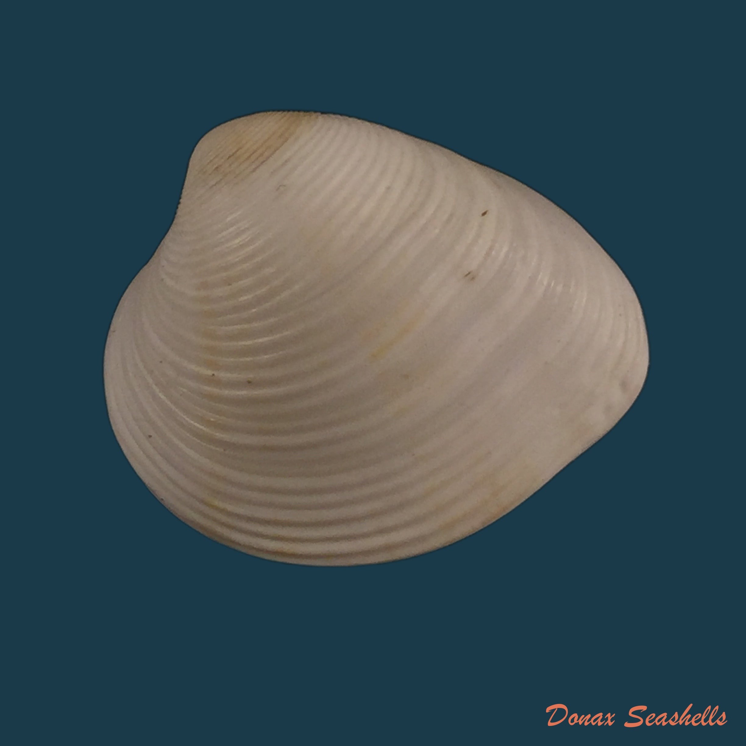 copia-de-chione-cancellata-linnaueus-1767-24-1mm