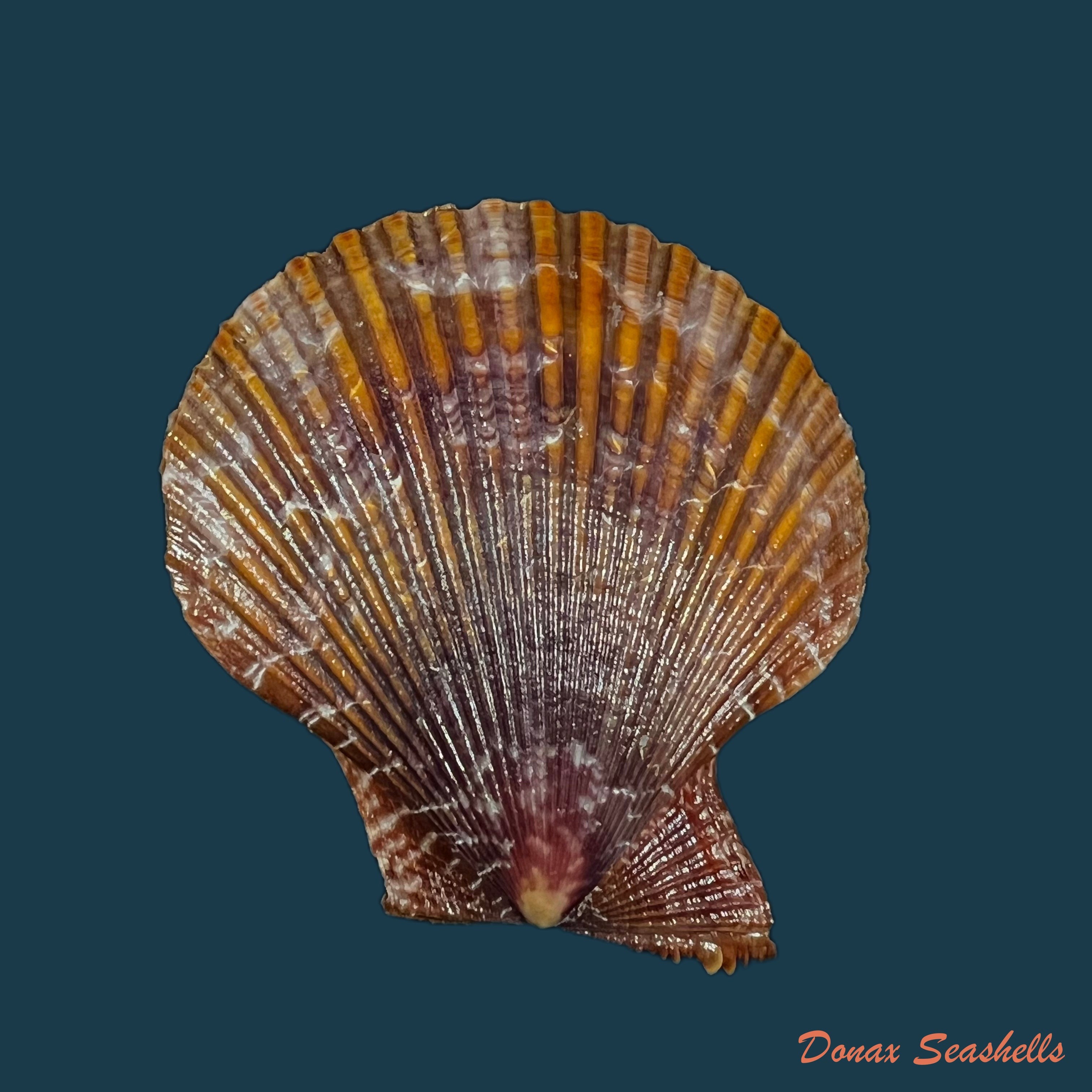 copia-de-chlamys-benedicti-verri-bush-1897-15-9mm