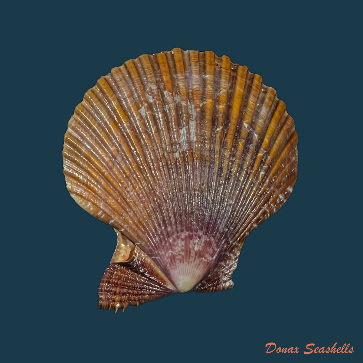 copia-de-chlamys-benedicti-verri-bush-1897-15-9mm