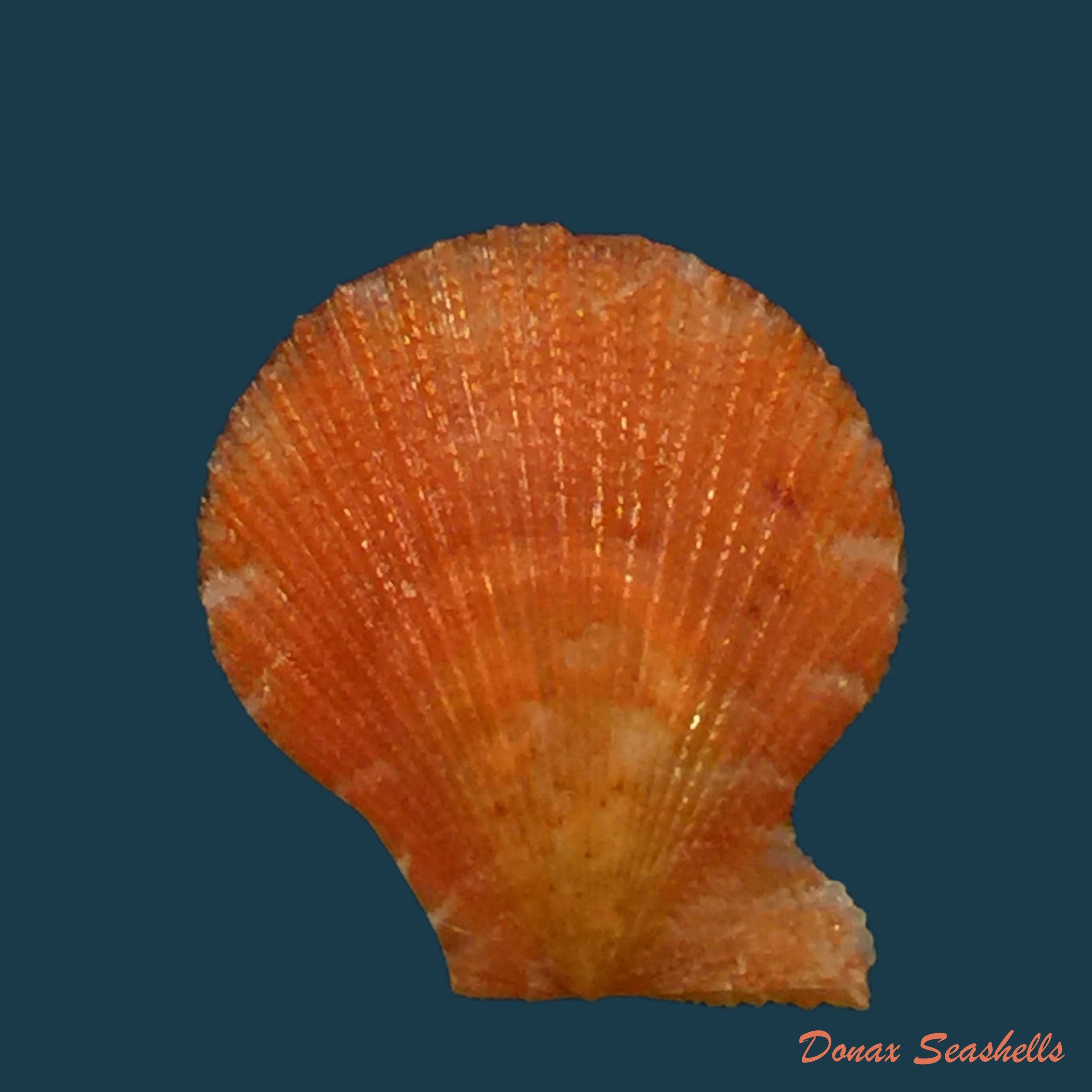 copia-de-chlamys-coruscans-hinds-1845-9-1mm