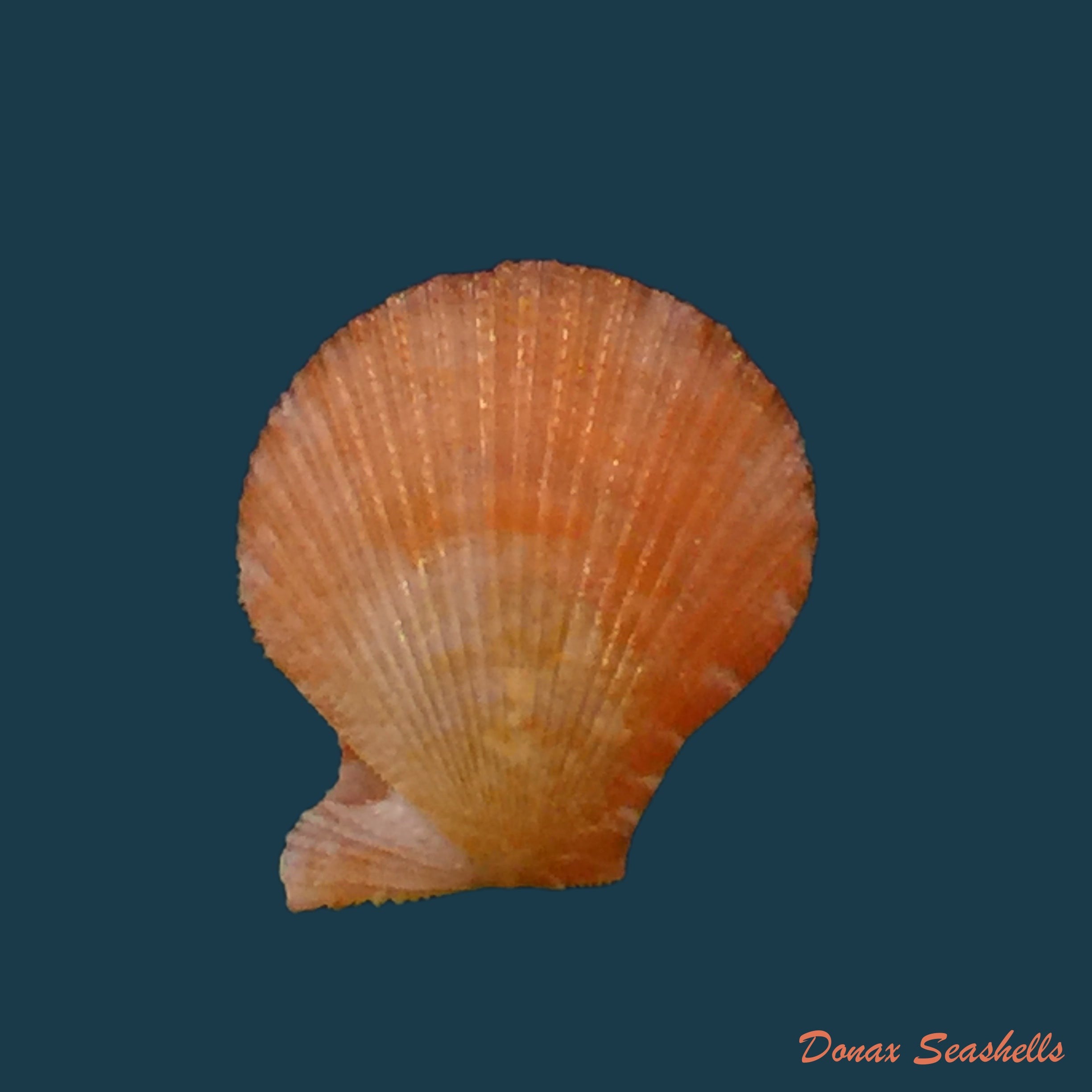 copia-de-chlamys-coruscans-hinds-1845-9-1mm