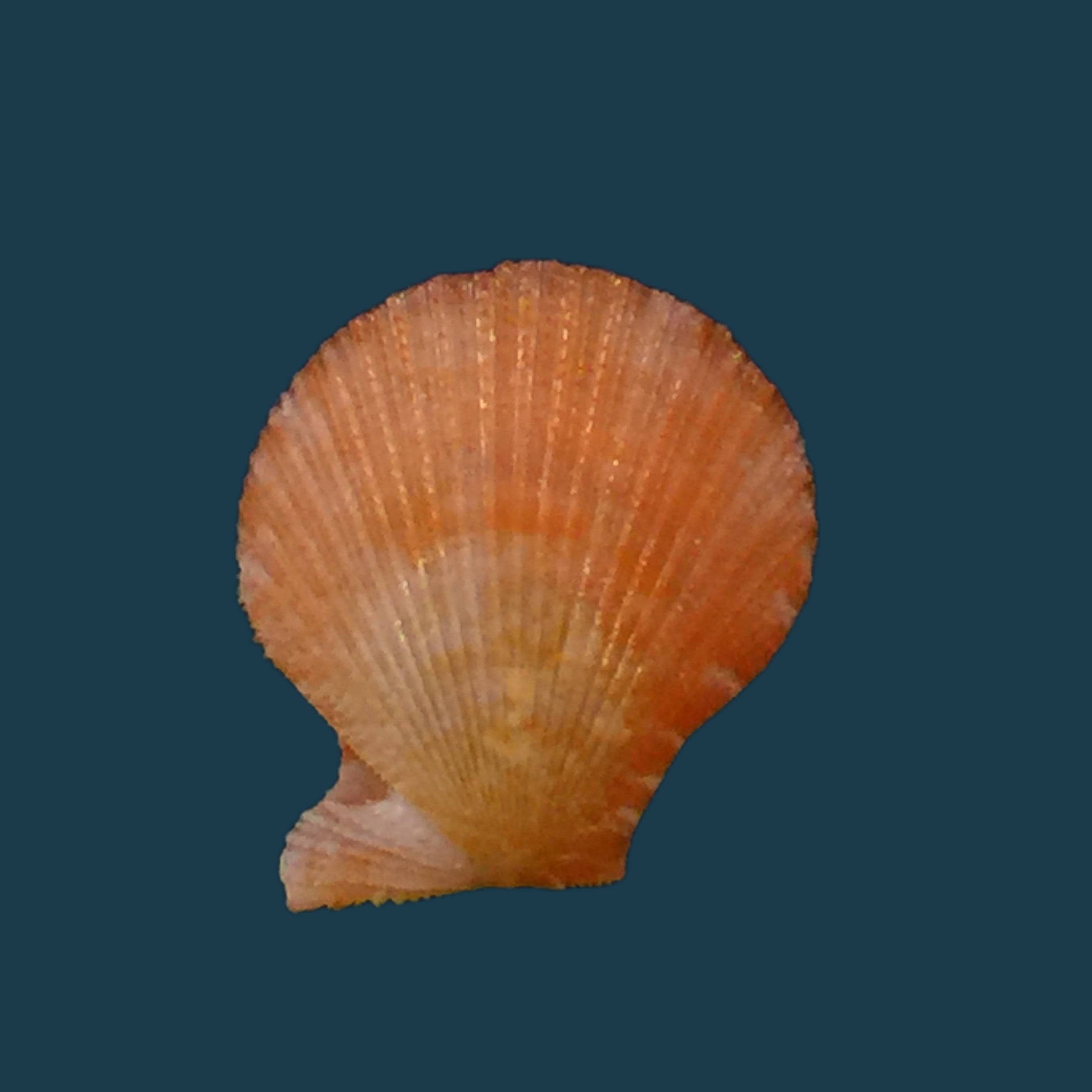 栉孔扇贝 Verri &amp; Bush, 1897 - 15,9mm