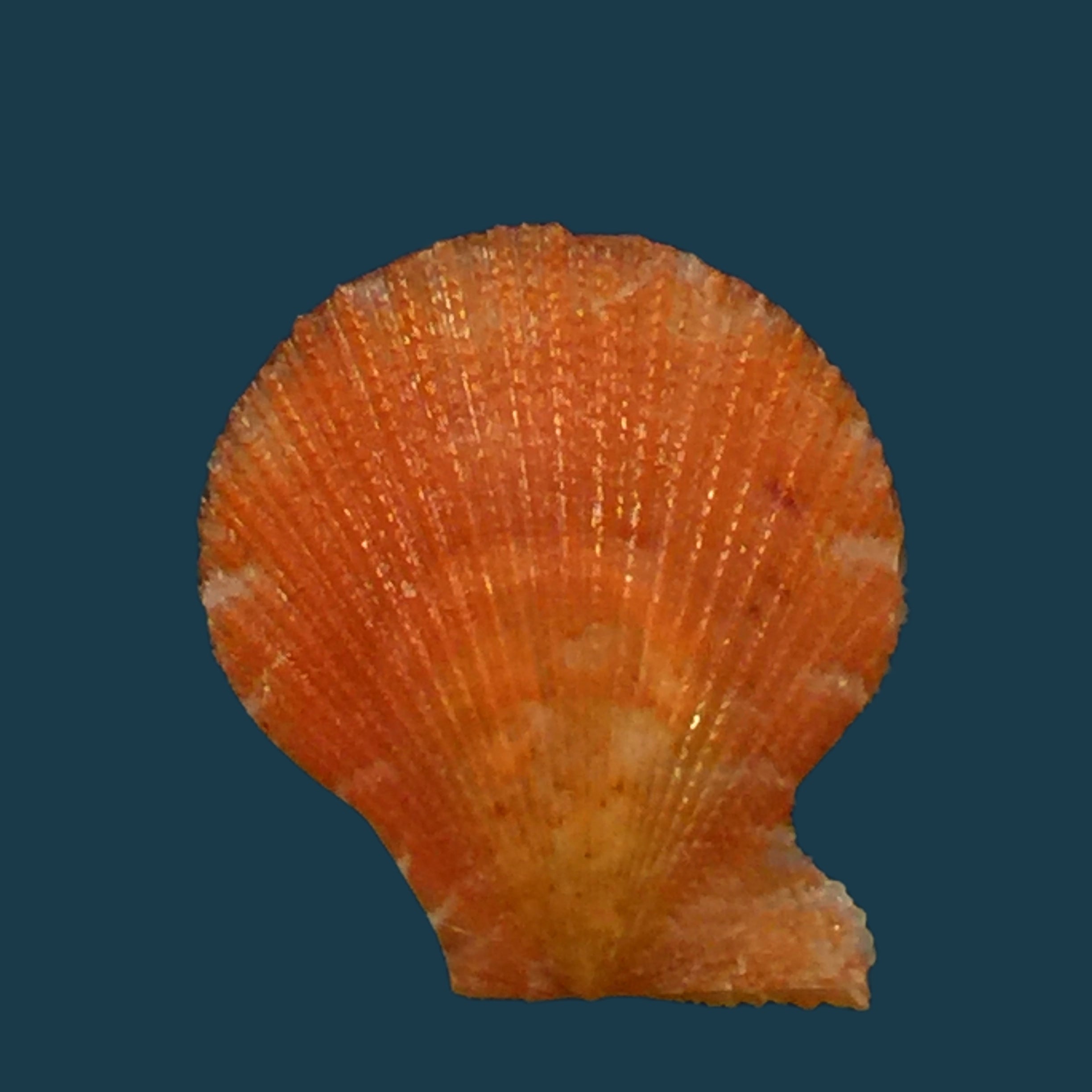 栉孔扇贝 Verri &amp; Bush, 1897 - 15,9mm
