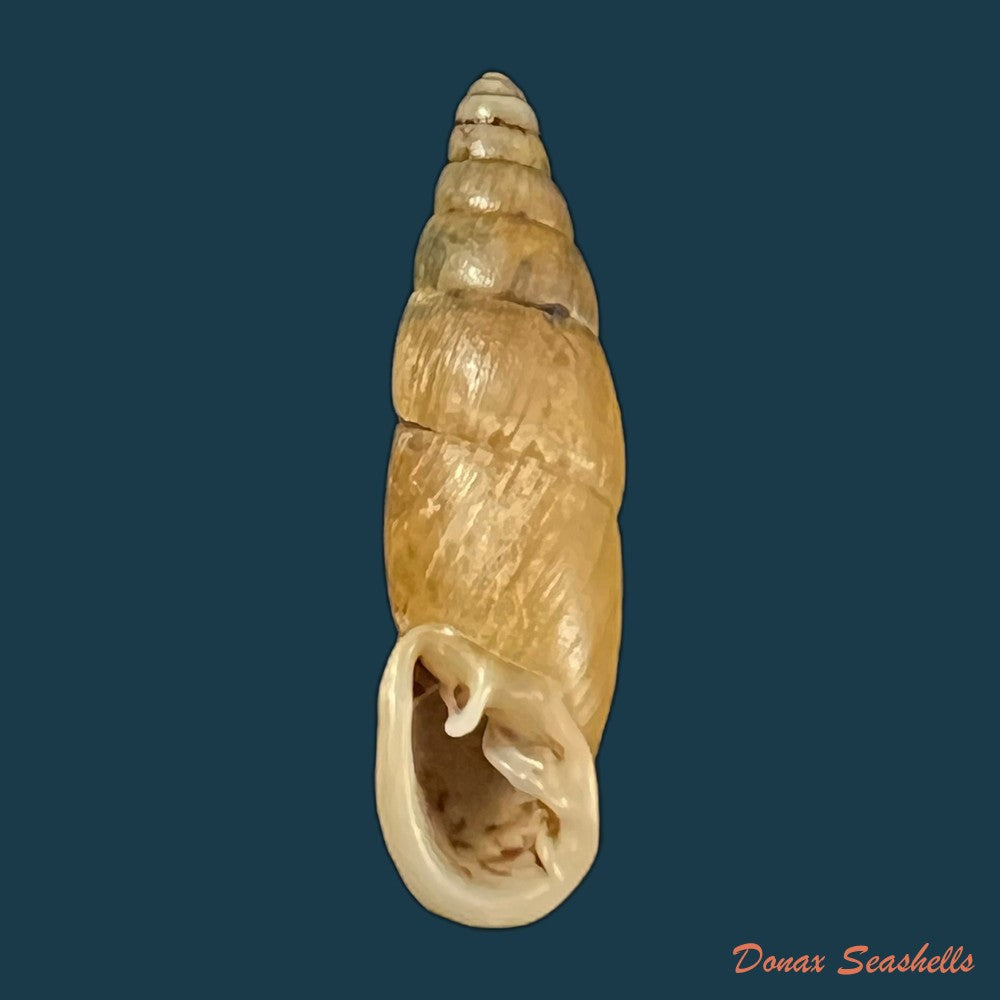 copia-de-cirrophaedusa-plicilabris-grego-szekeres-2011-35-8mm