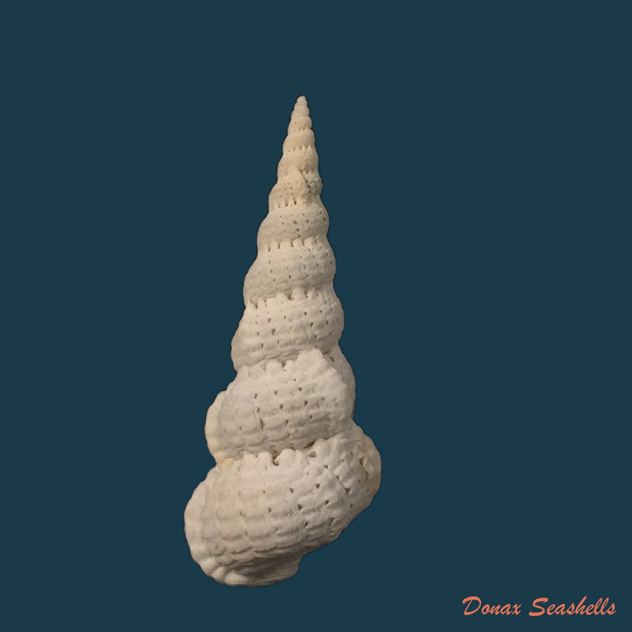 copia-de-cirsotrema-varicosum-lamarck-1822-52-5mm