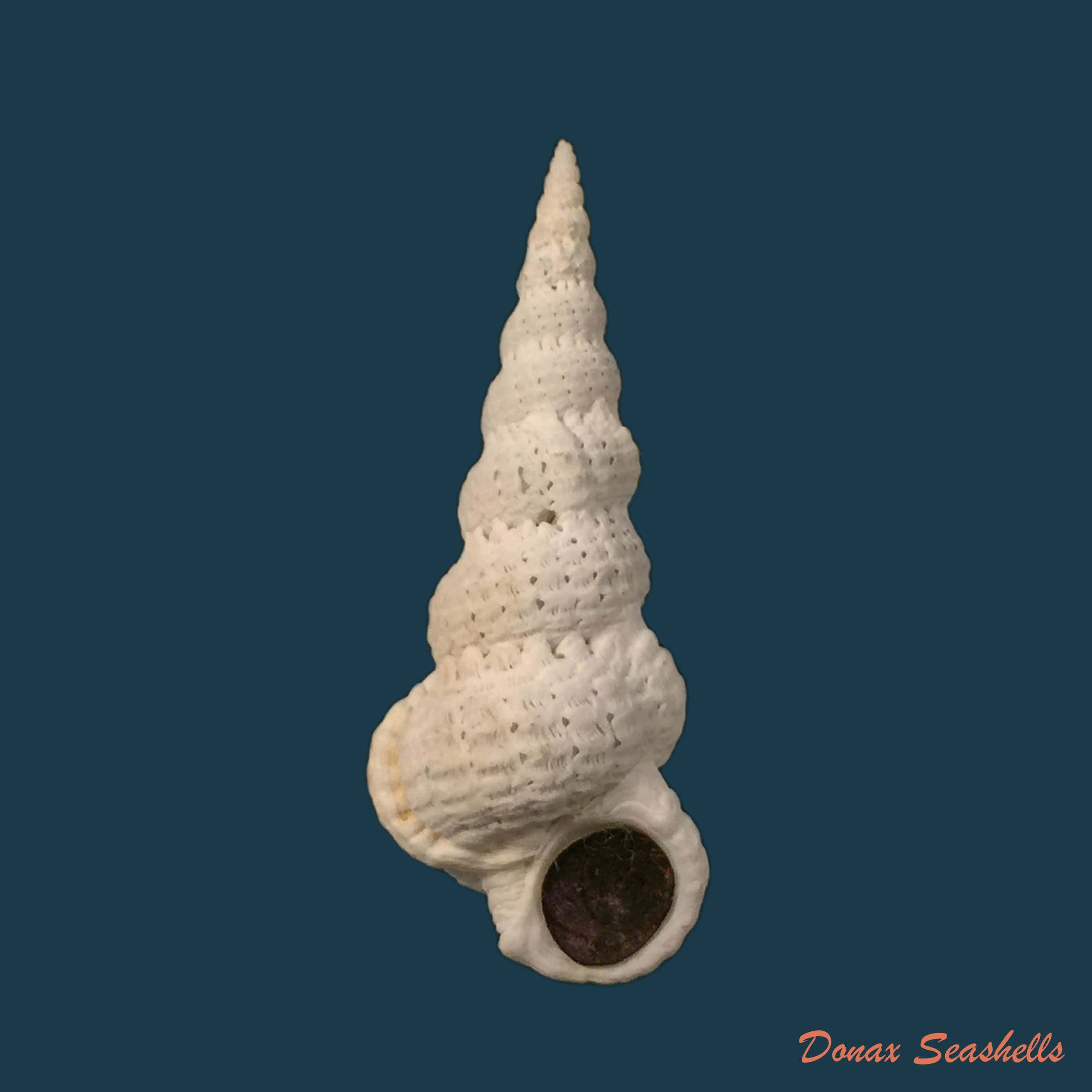 copia-de-cirsotrema-varicosum-lamarck-1822-52-5mm