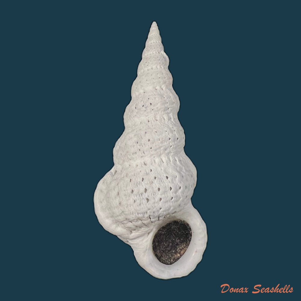 copia-de-cirsotrema-varicosum-lamarck-1822-56-6mm