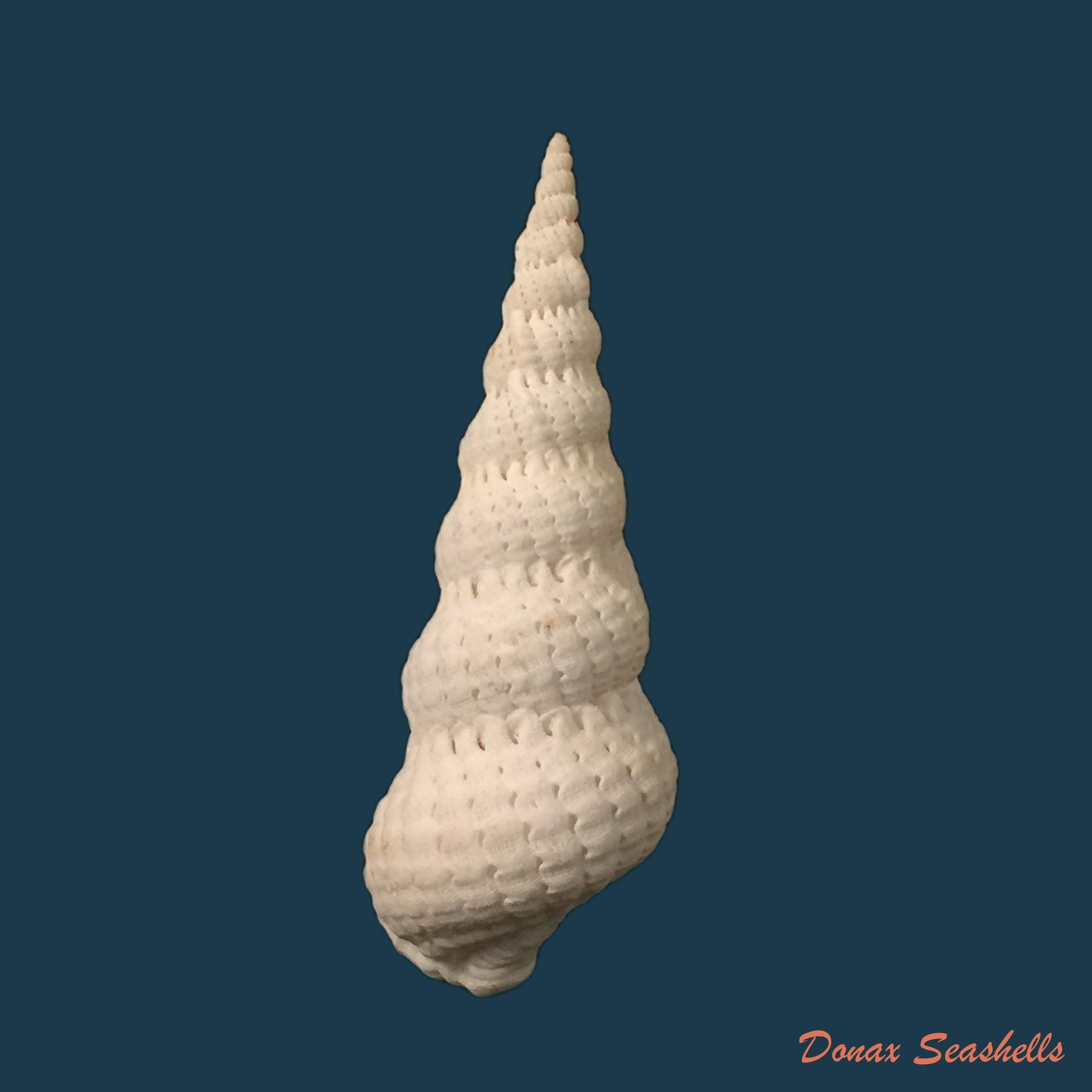 copia-de-cirsotrema-varicosum-lamarck-1822-61mm