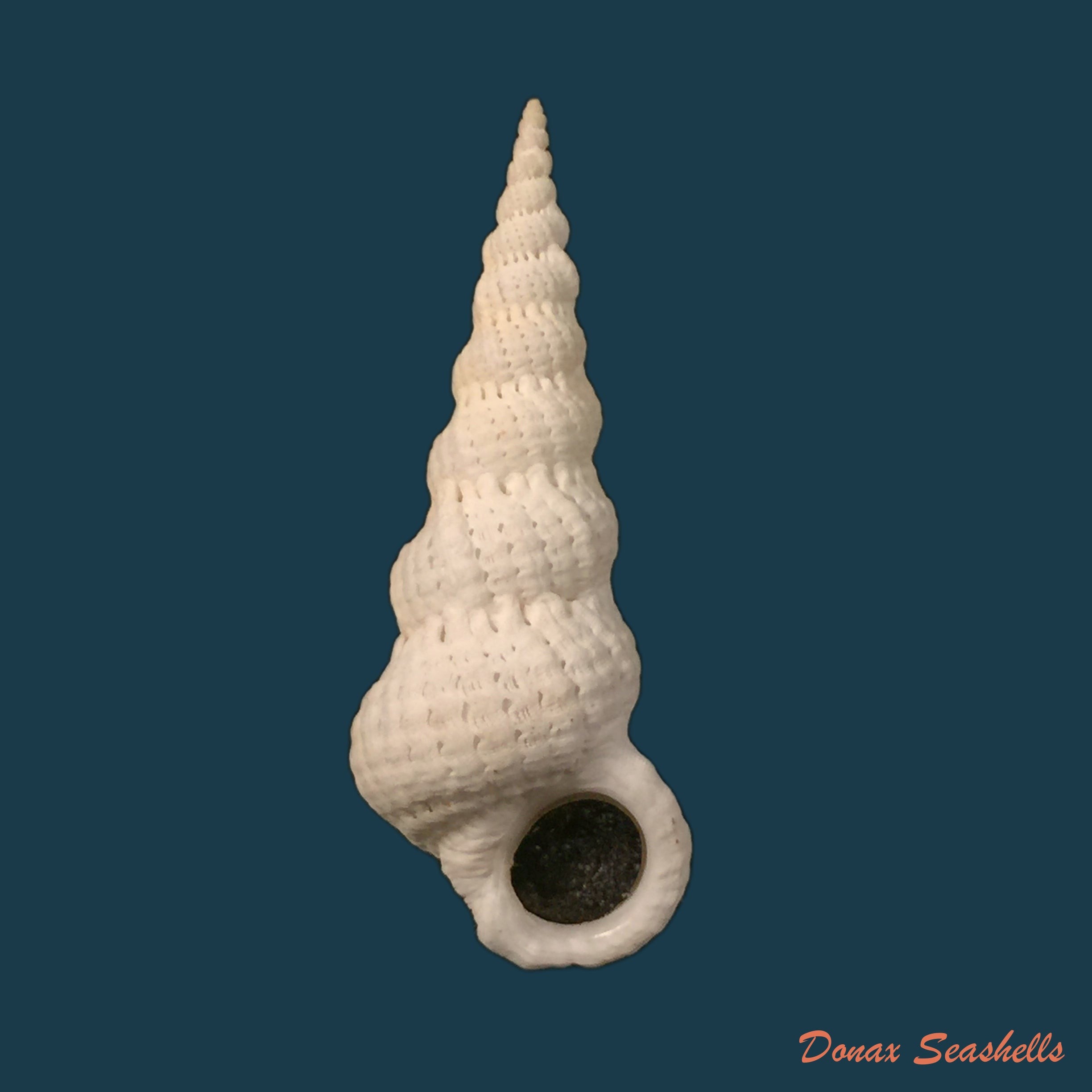copia-de-cirsotrema-varicosum-lamarck-1822-61mm