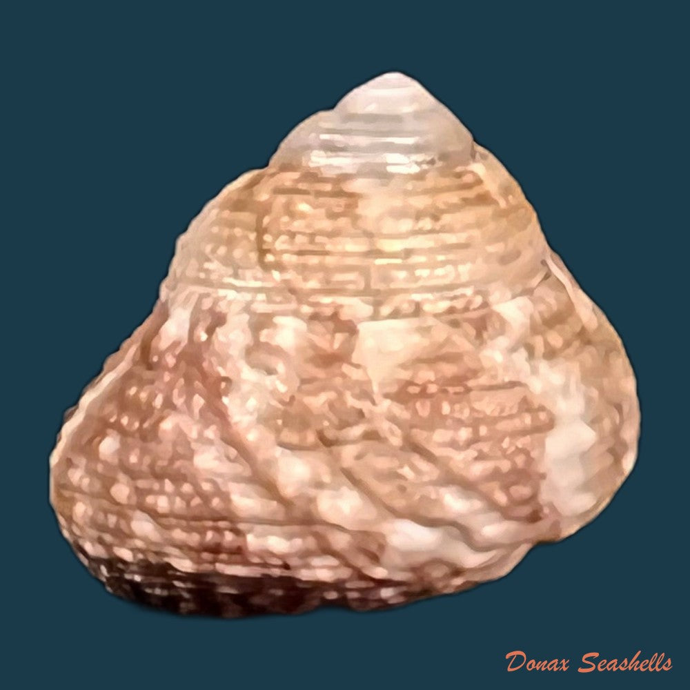 copia-de-clanculus-granoliratus-monterosato-1889-13-9mm