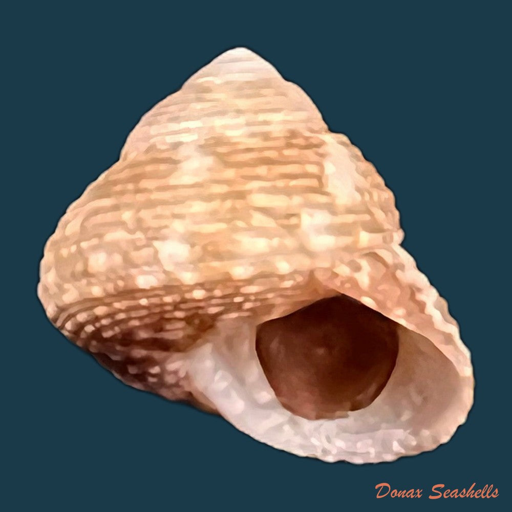 copia-de-clanculus-granoliratus-monterosato-1889-13-9mm
