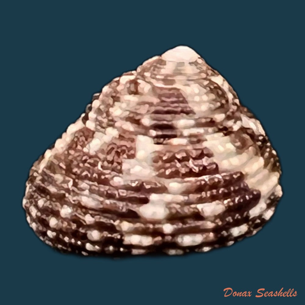 copia-de-clanculus-granoliratus-monterosato-1889-14-1mm