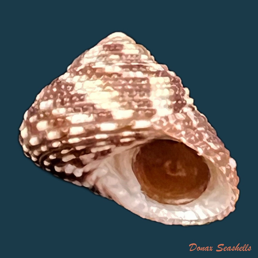copia-de-clanculus-granoliratus-monterosato-1889-14-1mm