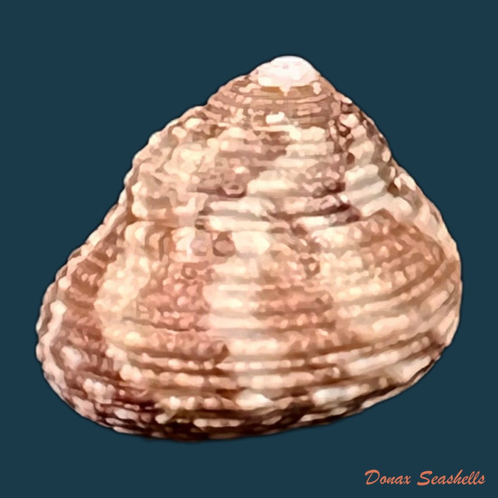 copia-de-clanculus-granoliratus-monterosato-1889-14-9mm