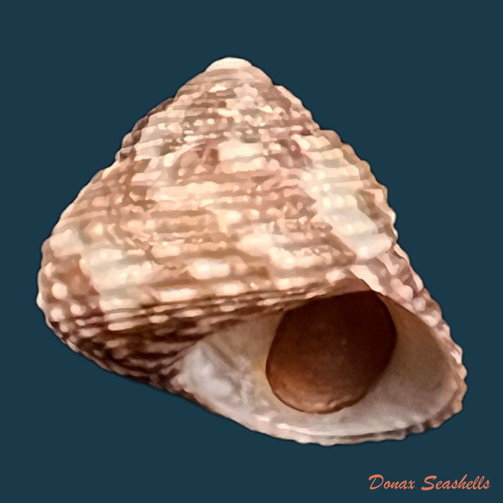 copia-de-clanculus-granoliratus-monterosato-1889-14-9mm
