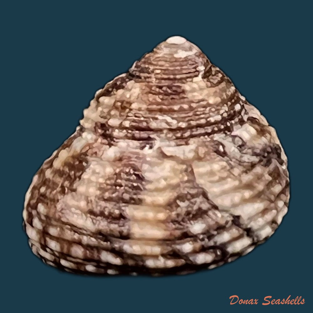 copia-de-clanculus-granoliratus-monterosato-1889-15-8mm