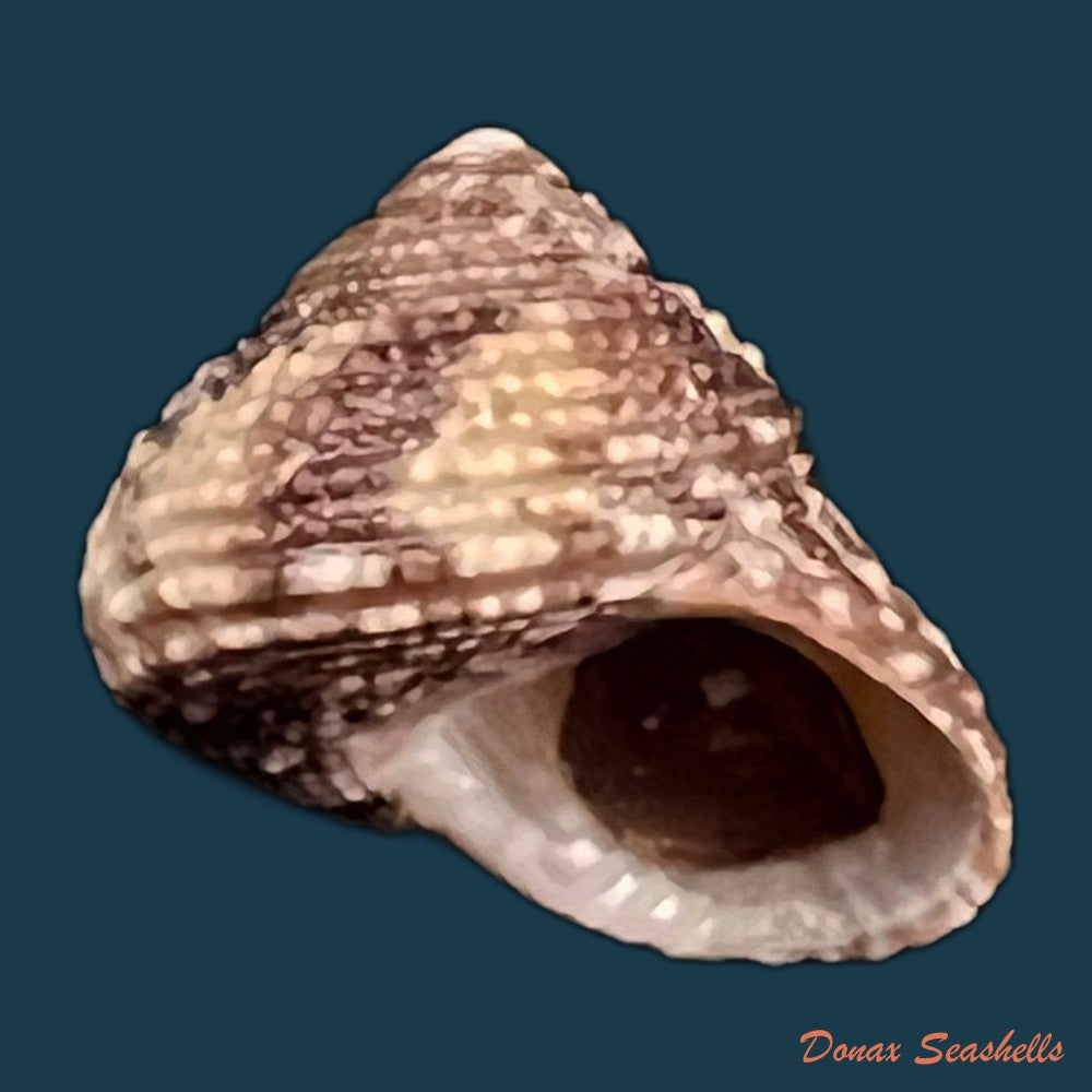 copia-de-clanculus-granoliratus-monterosato-1889-15-8mm