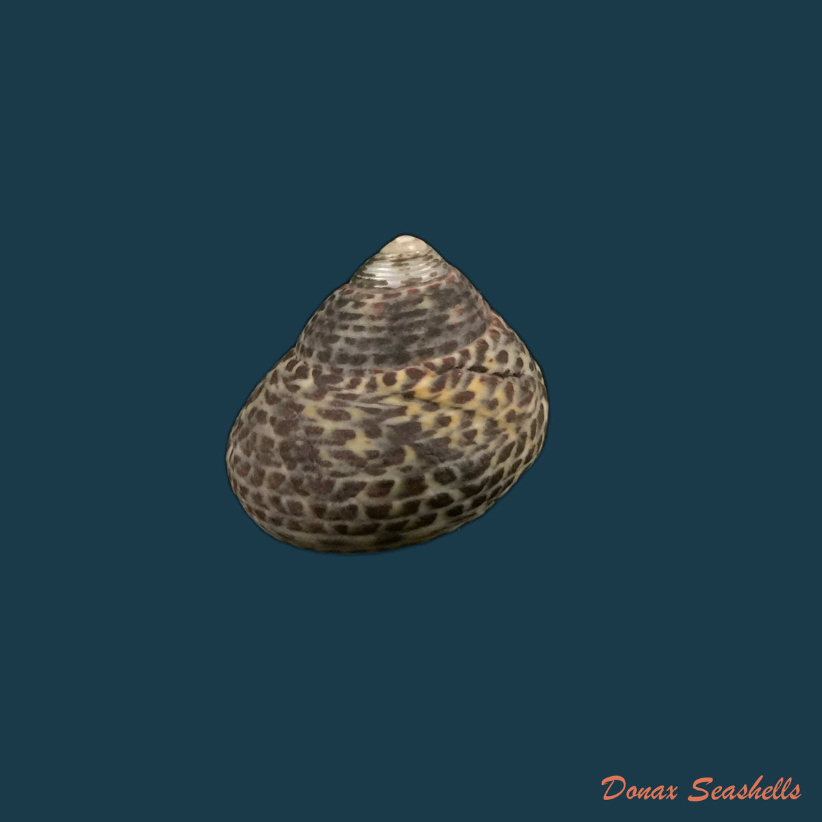 copia-de-clanculus-villanus-philippi-1846-15-5mm-1