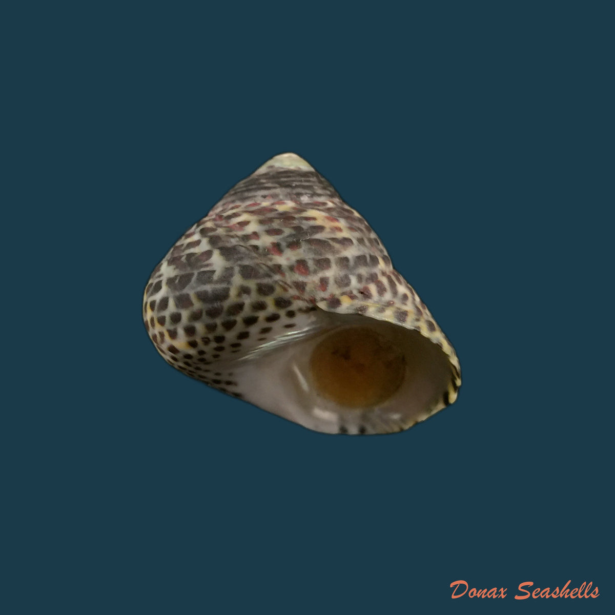 copia-de-clanculus-villanus-philippi-1846-15-5mm-1