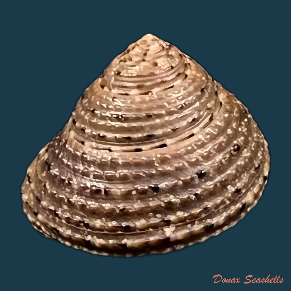 copia-de-clanculus-villanus-philippi-1846-15-5mm-2