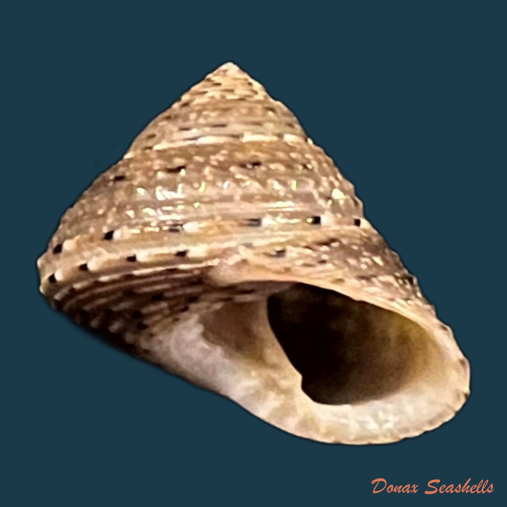 copia-de-clanculus-villanus-philippi-1846-15-5mm-2