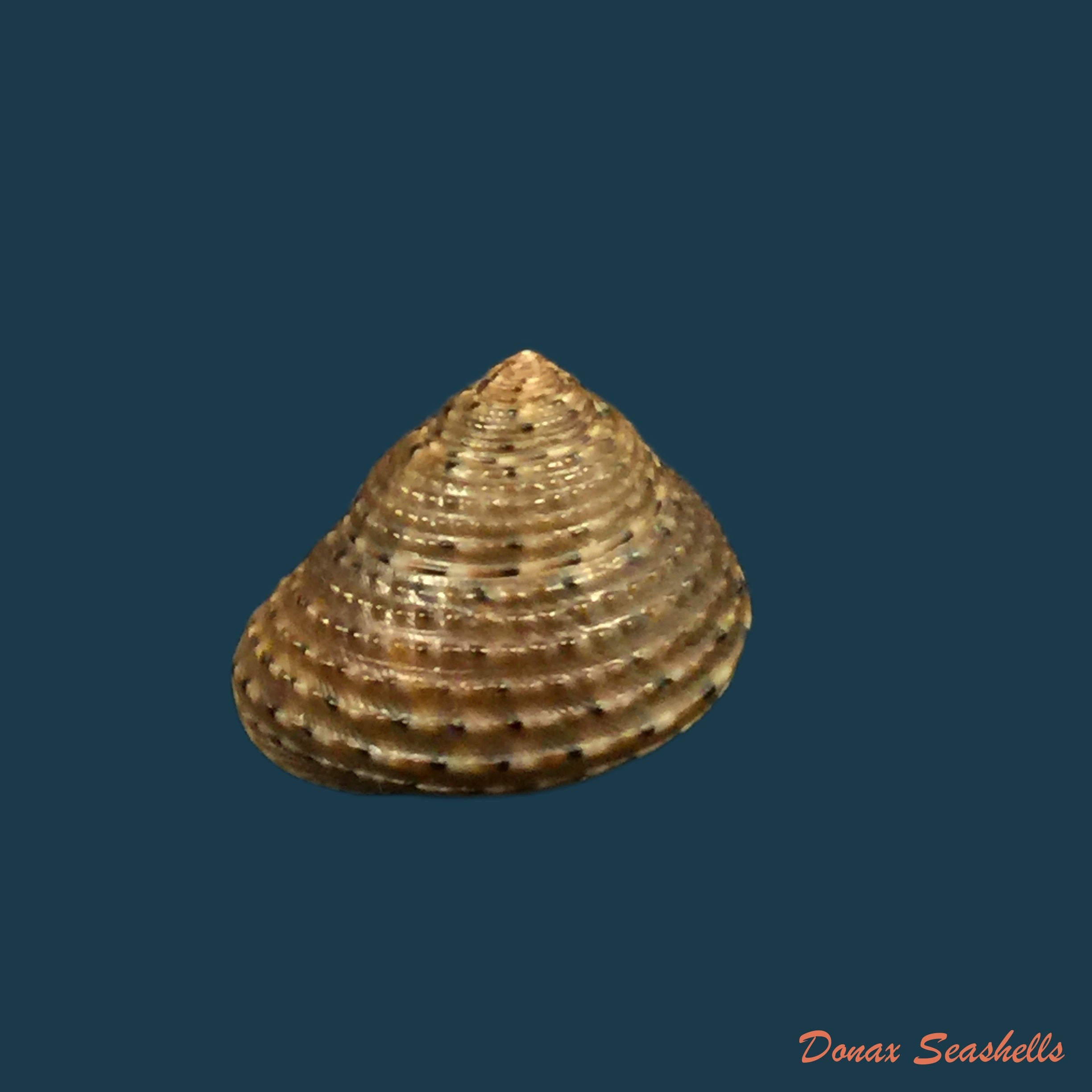 copia-de-clanculus-villanus-philippi-1846-16-7mm