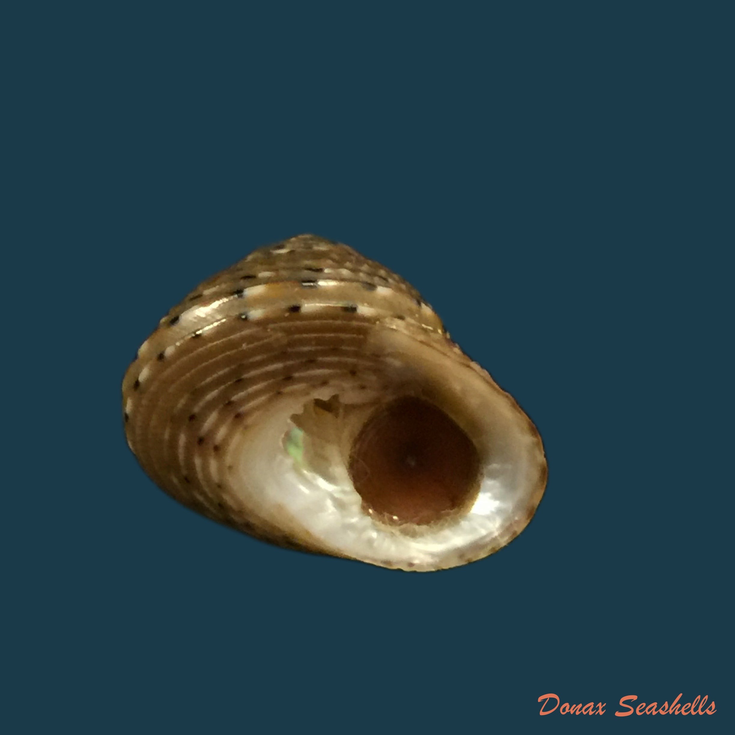 copia-de-clanculus-villanus-philippi-1846-16-7mm