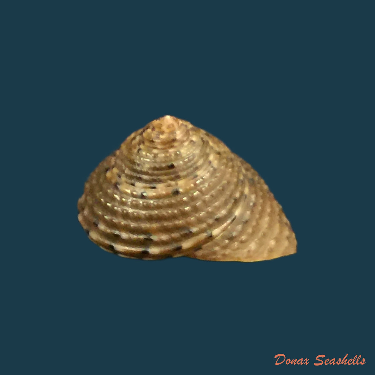 copia-de-clanculus-villanus-philippi-1846-16-7mm