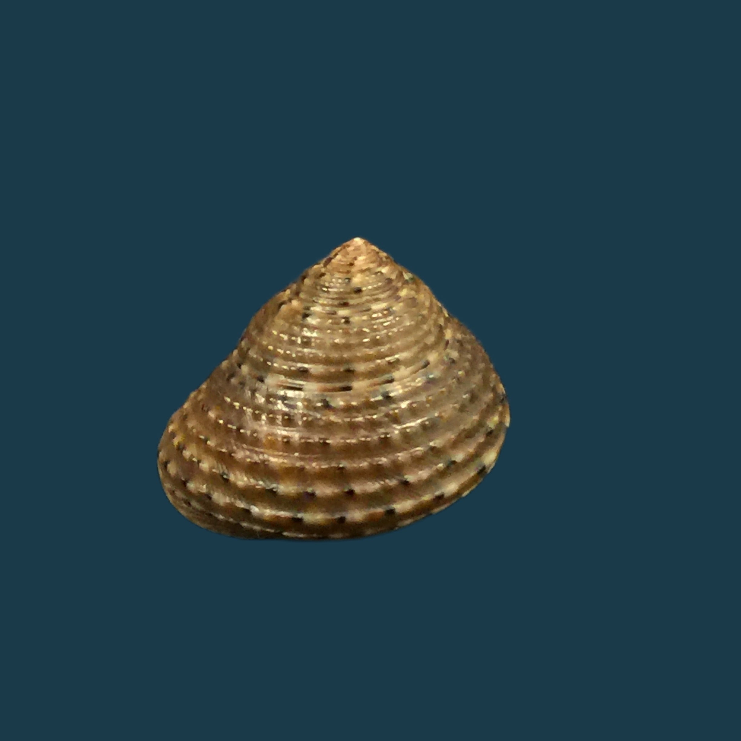 Clanculusvilnus (腓立比, 1846) - 15,5mm
