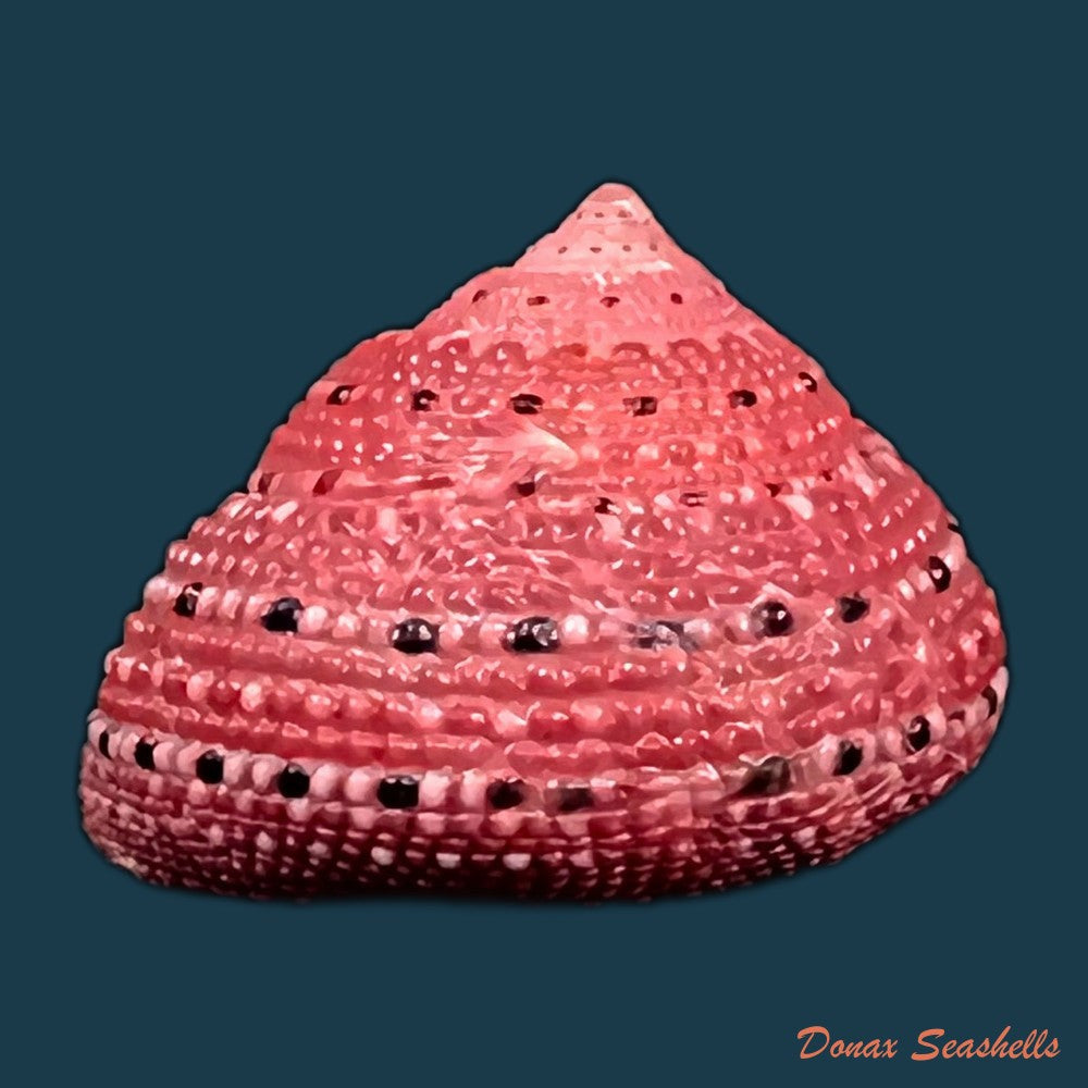 copia-de-clanculus-villanus-philippi-1846-18-6mm