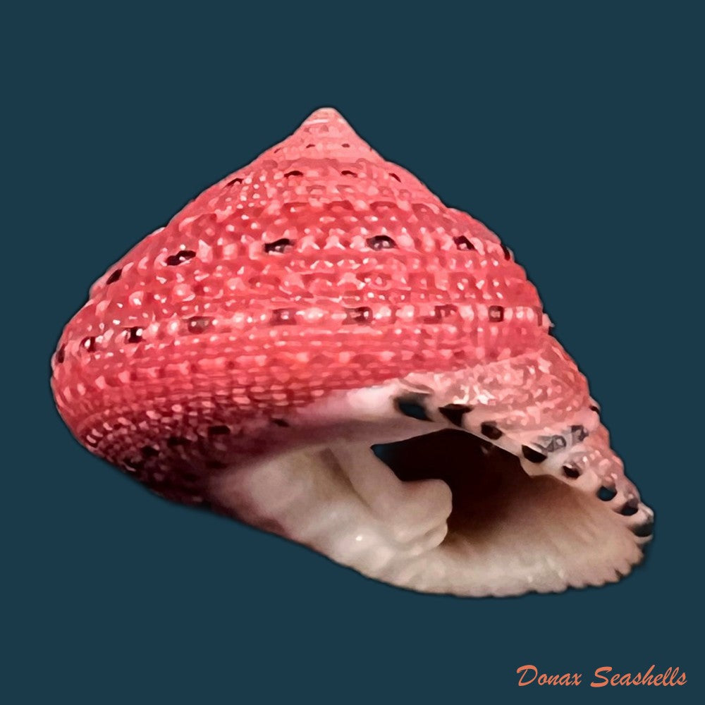copia-de-clanculus-villanus-philippi-1846-18-6mm