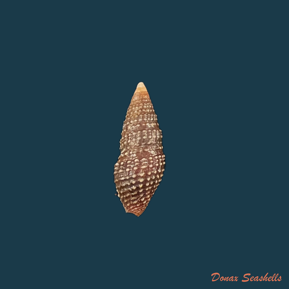 copia-de-clathrodrillia-flavidula-lamarck-1822-50-3mm