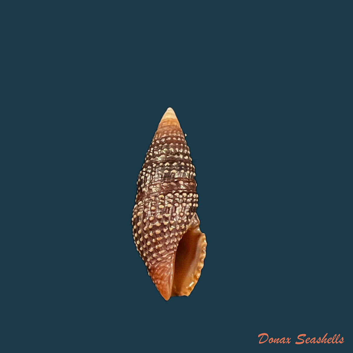 copia-de-clathrodrillia-flavidula-lamarck-1822-50-3mm