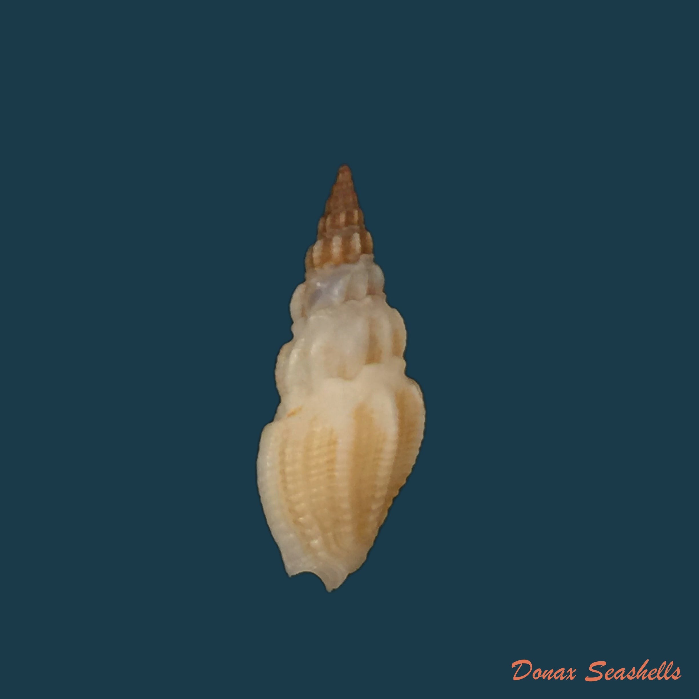 copia-de-clathrodrillia-tryoni-dall-1889-18mm