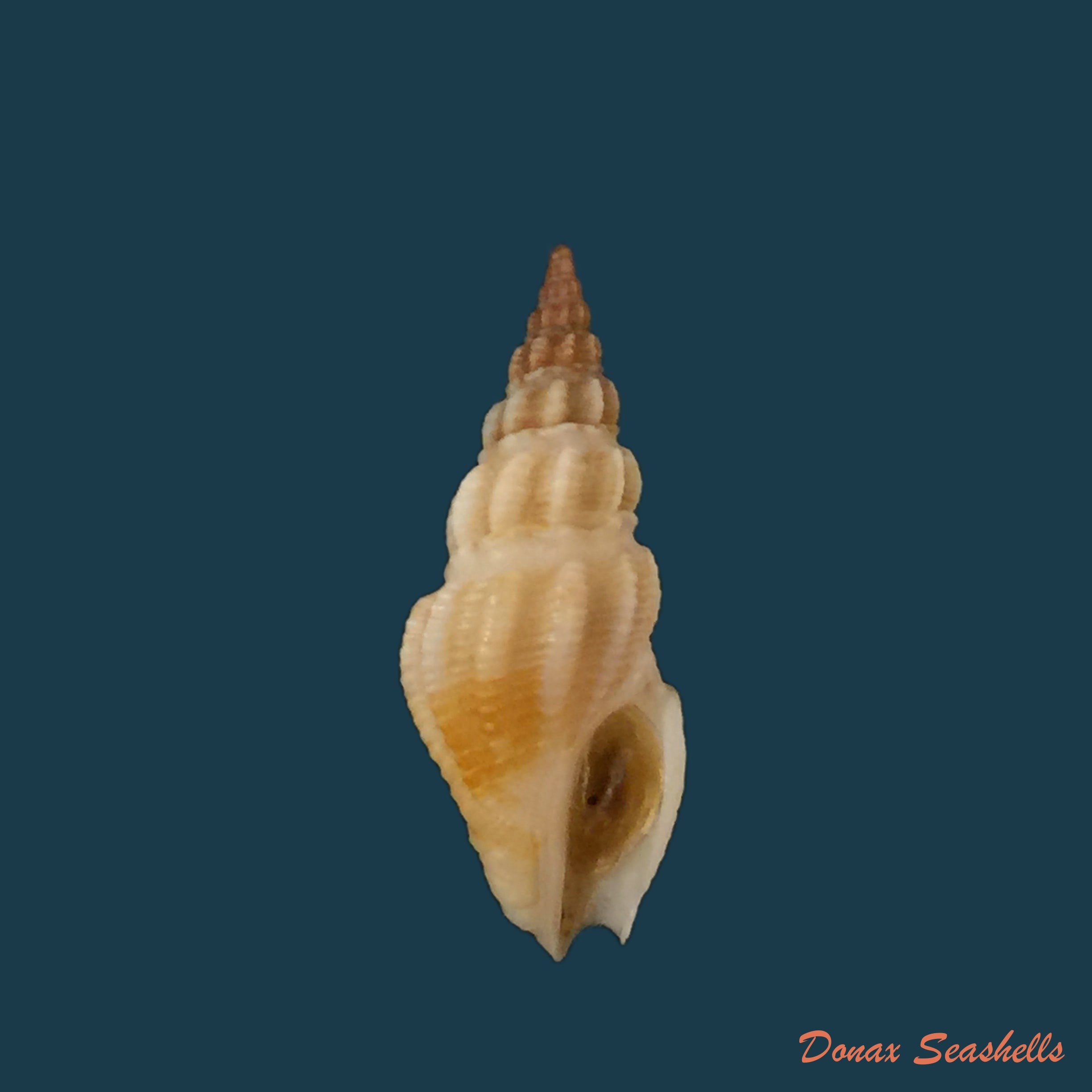 copia-de-clathrodrillia-tryoni-dall-1889-18mm