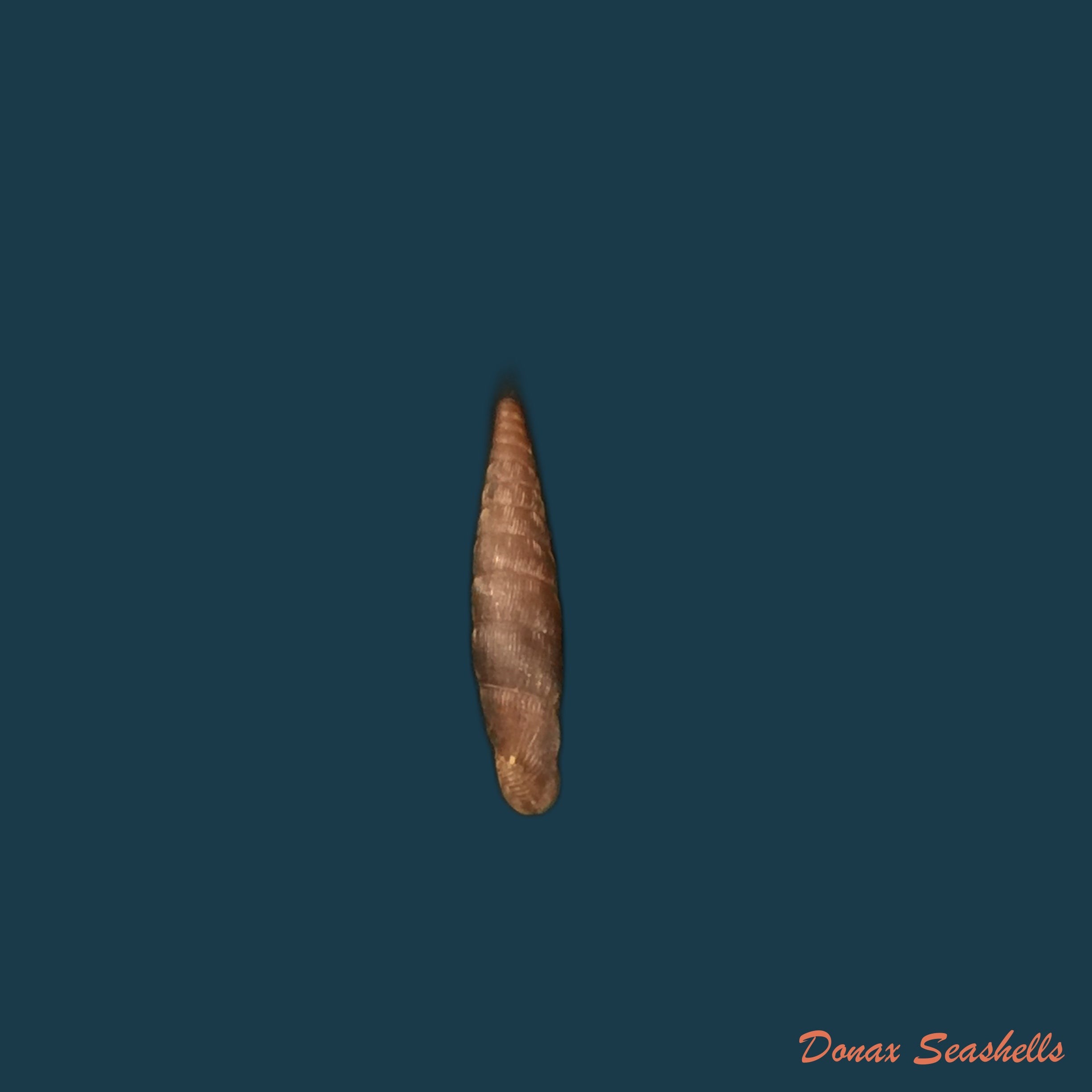 copia-de-clausilia-bidentada-moniziana-r-t-lowe-1852-11-8mm