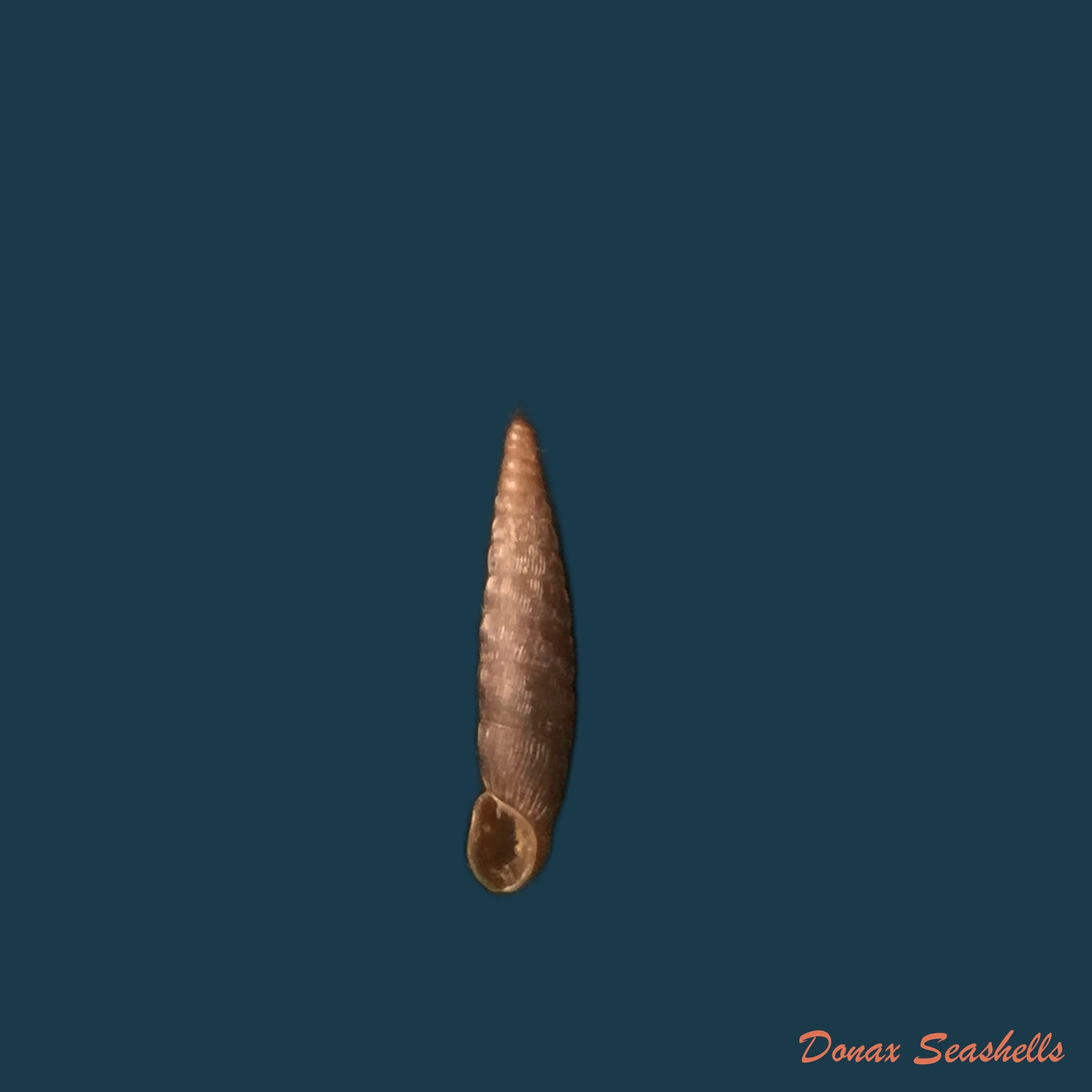 copia-de-clausilia-bidentada-moniziana-r-t-lowe-1852-11-8mm