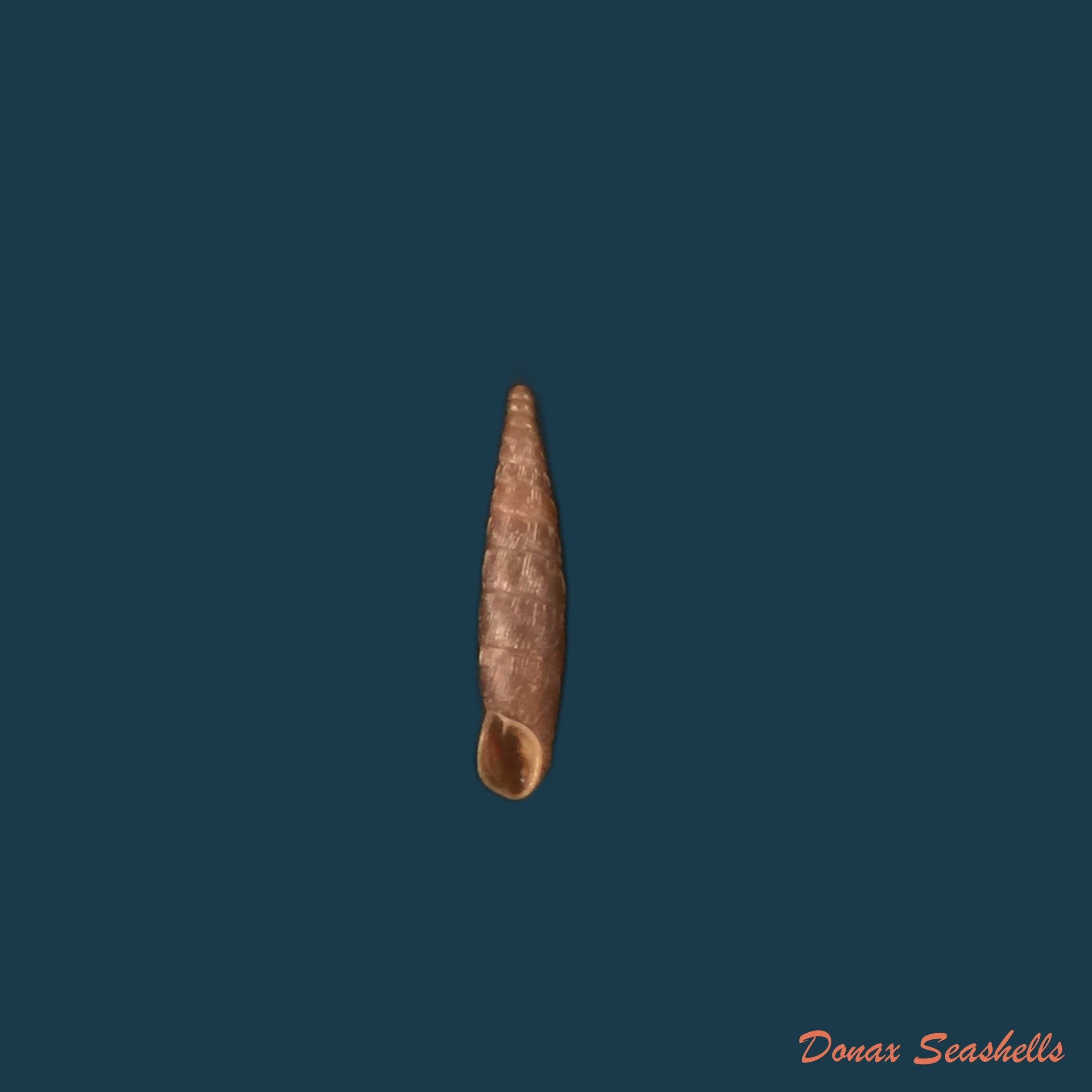 copia-de-clausilia-bidentada-moniziana-r-t-lowe-1852-12-4mm