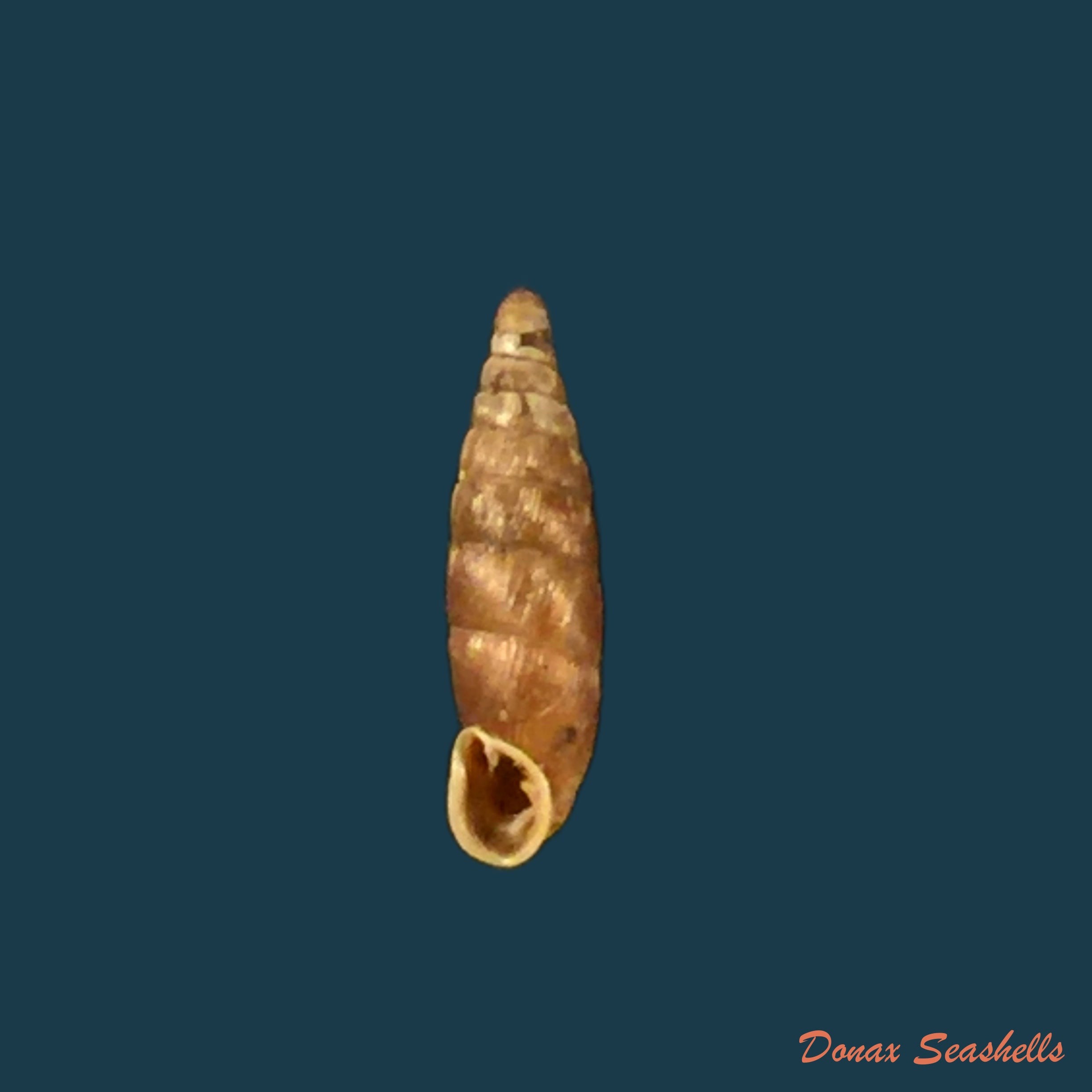 copia-de-clausilia-cruciata-s-studer-1820-11-5mm