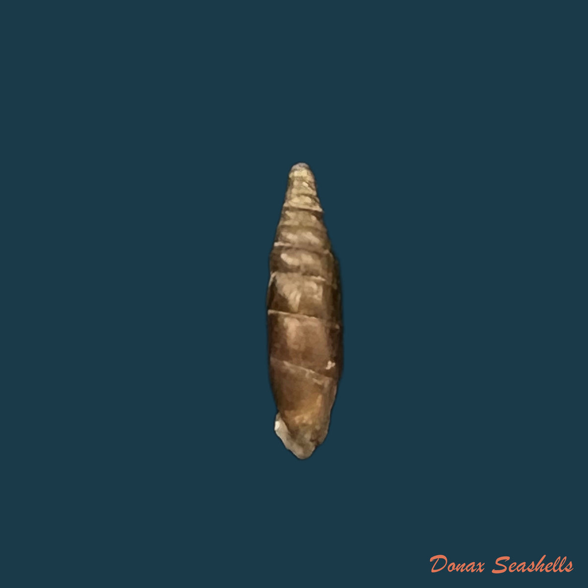copia-de-clausilia-parvula-a-ferussac-1807-11mm