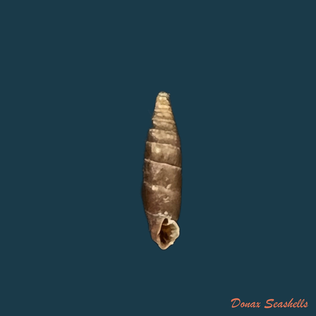 copia-de-clausilia-parvula-a-ferussac-1807-11mm