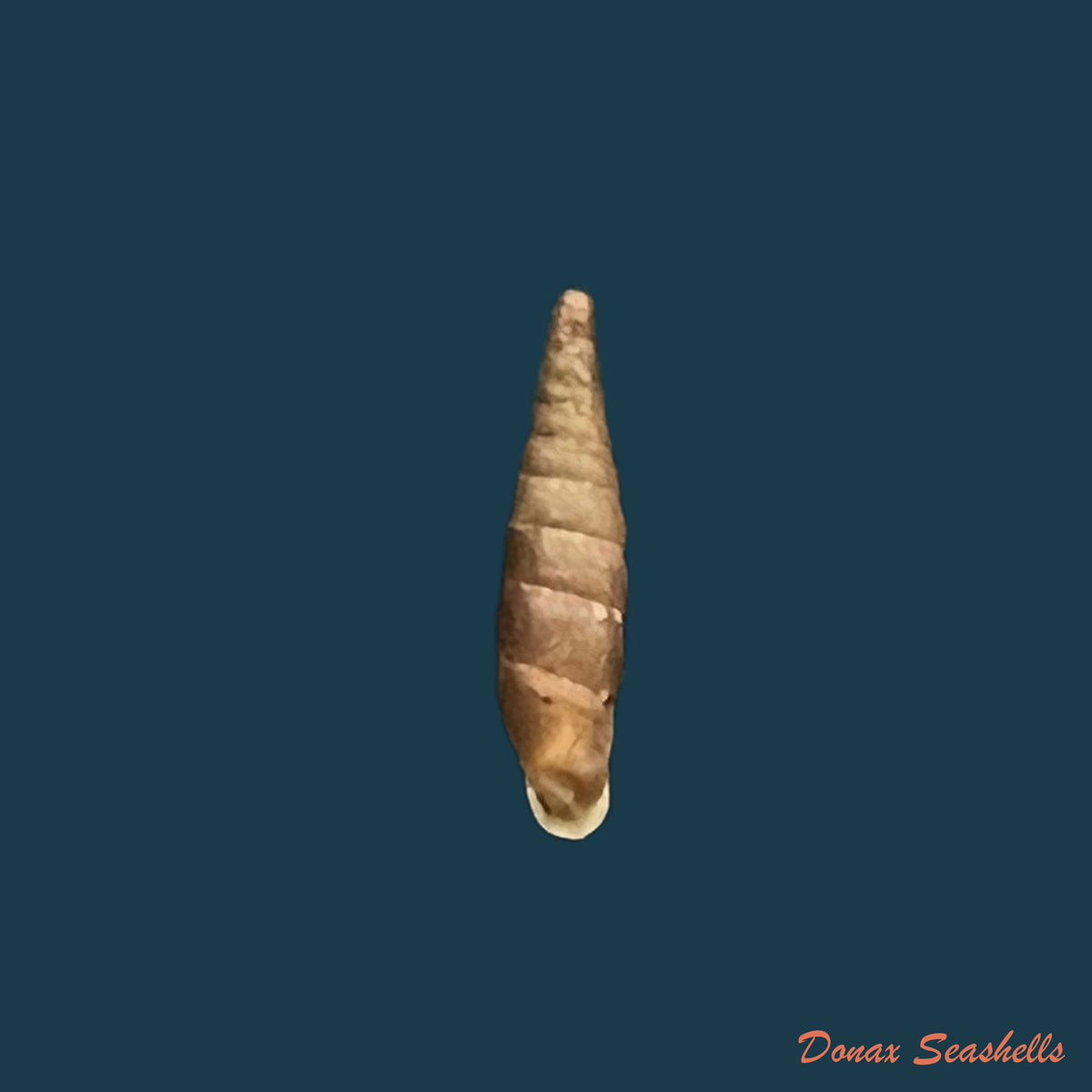 copia-de-clausilia-parvula-a-ferussac-1807-8-2mm-1