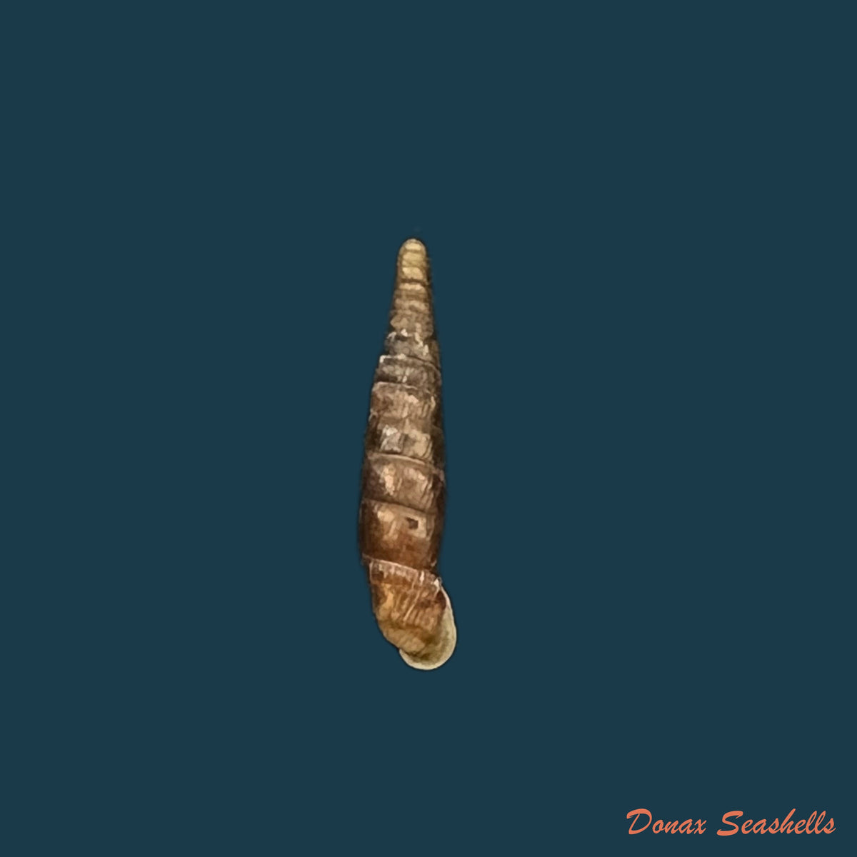 copia-de-clausilia-pumila-pfeiffer-1828-14-5mm