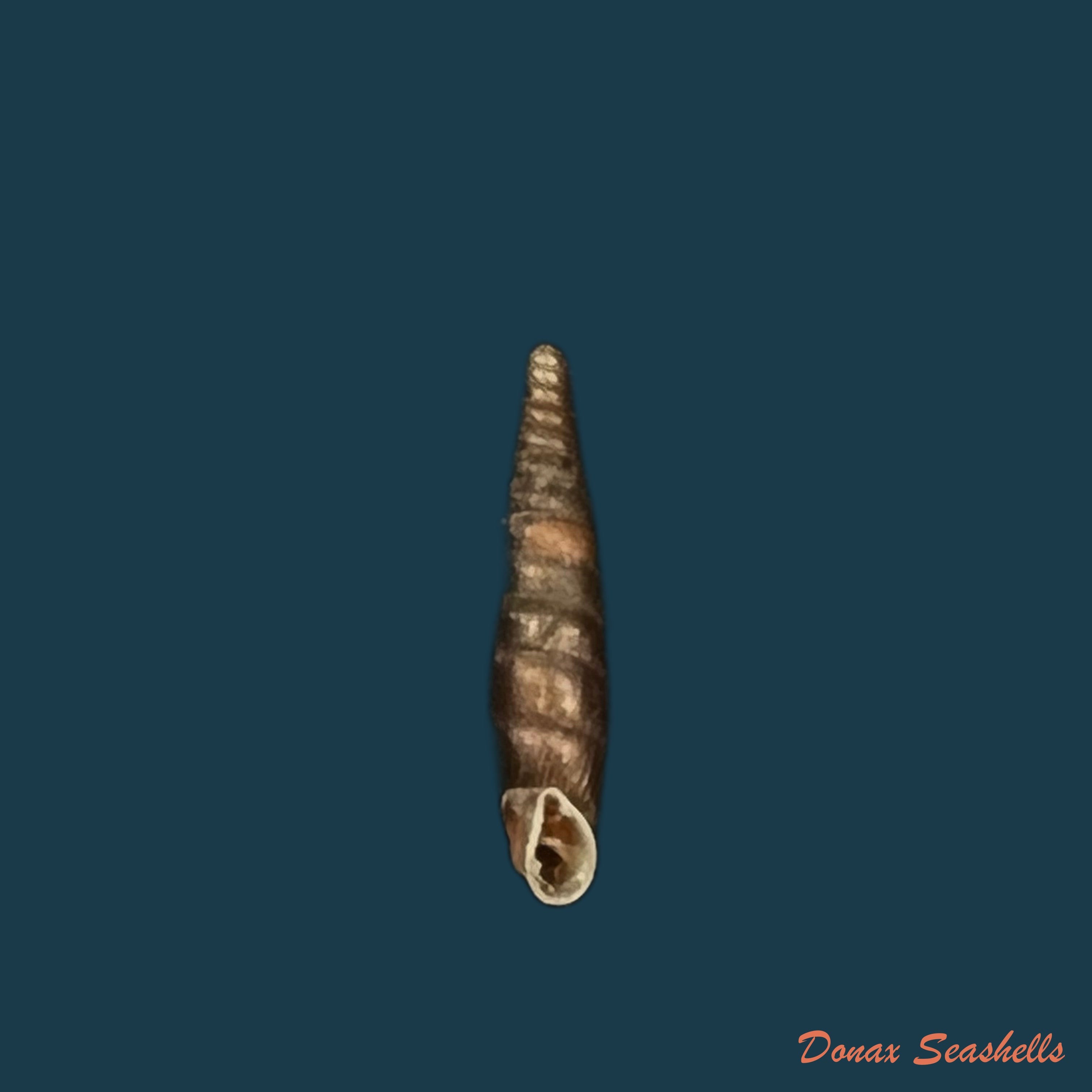 copia-de-clausilia-pumila-pfeiffer-1828-14-5mm